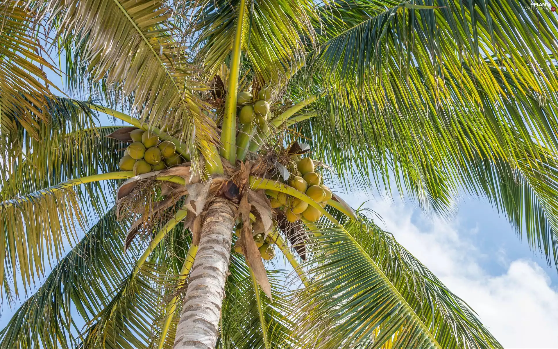 coconuts, Palm, Leaf