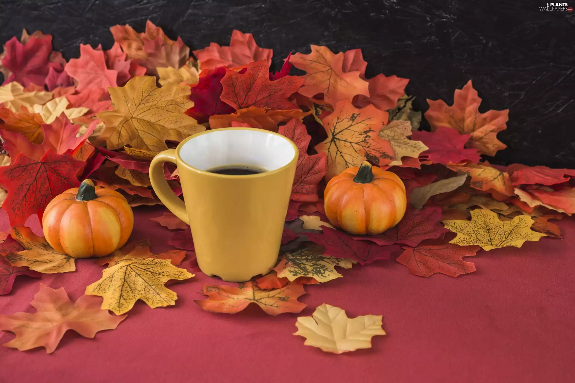 Leaf, color, Cup, coffee, pumpkin, Autumn