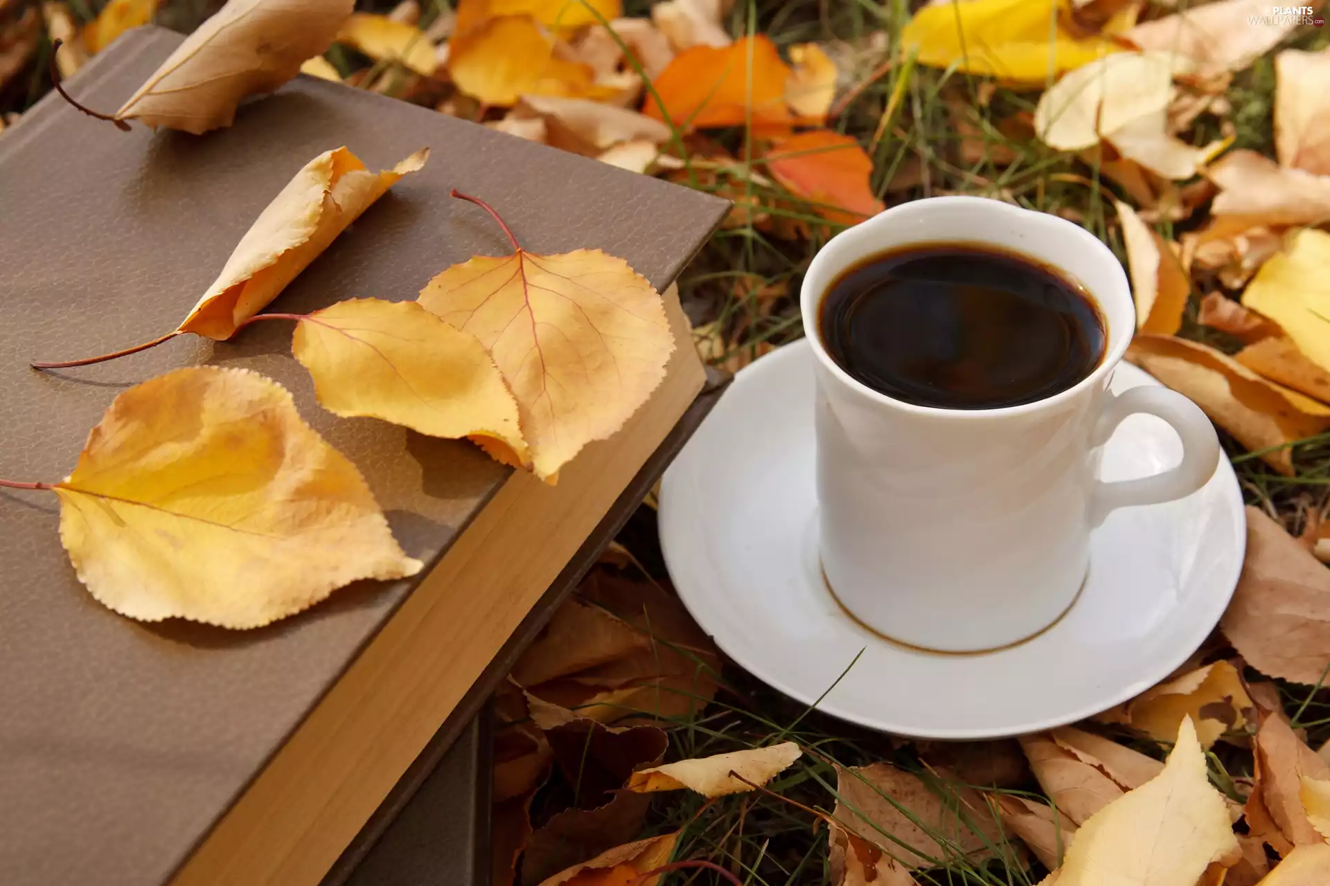 Leaf, cup, Book, coffee