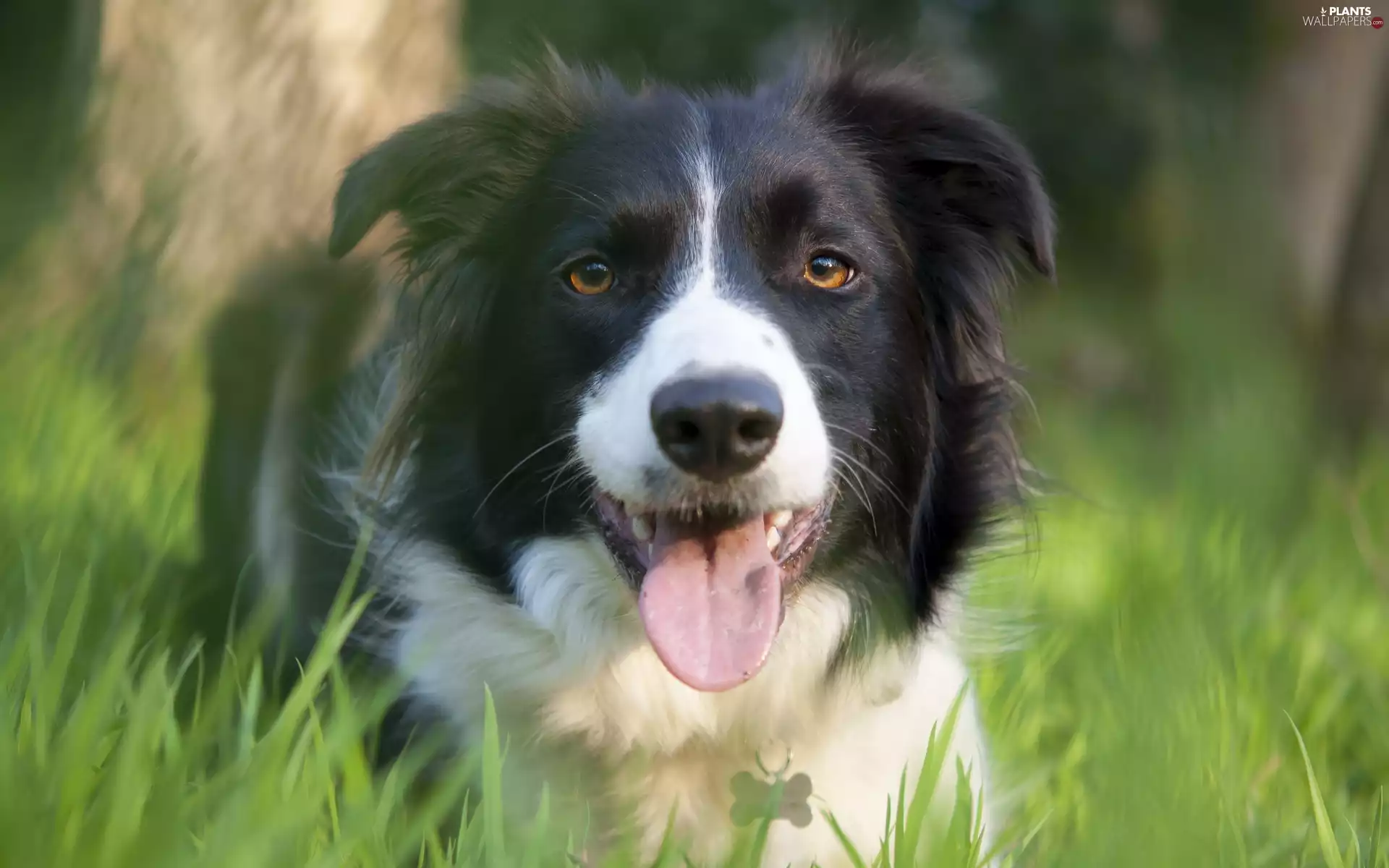 Border, Meadow, grass, Collie