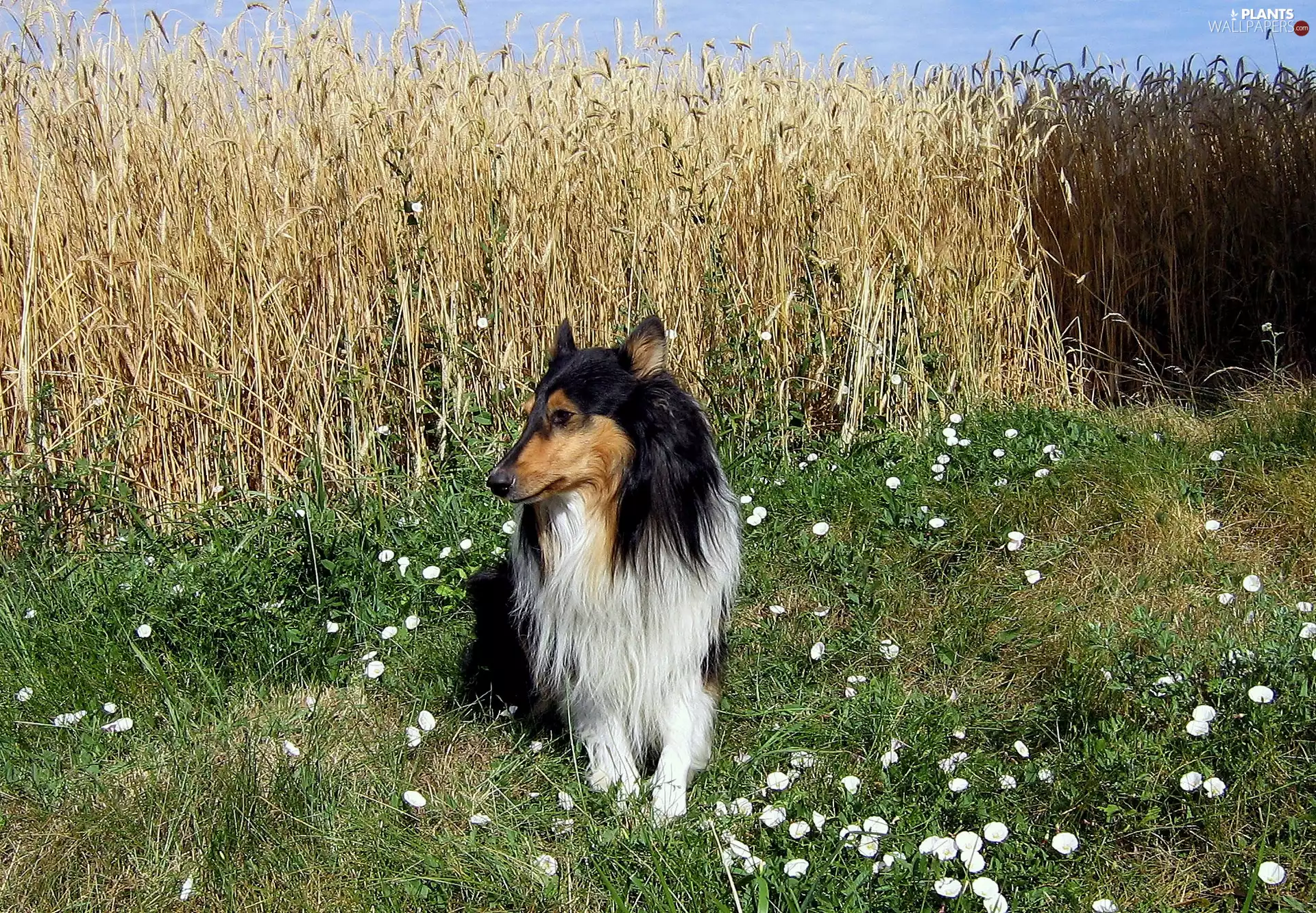 Collie rough, corn