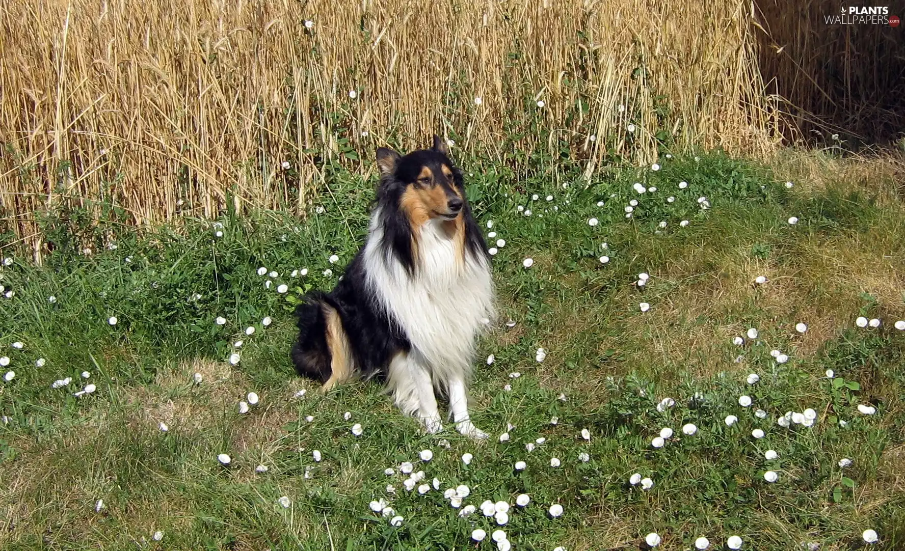 Collie rough, corn