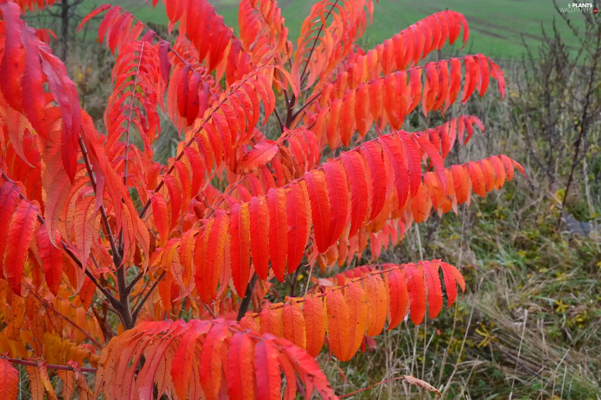 Leaf, Acetic Sumac, color