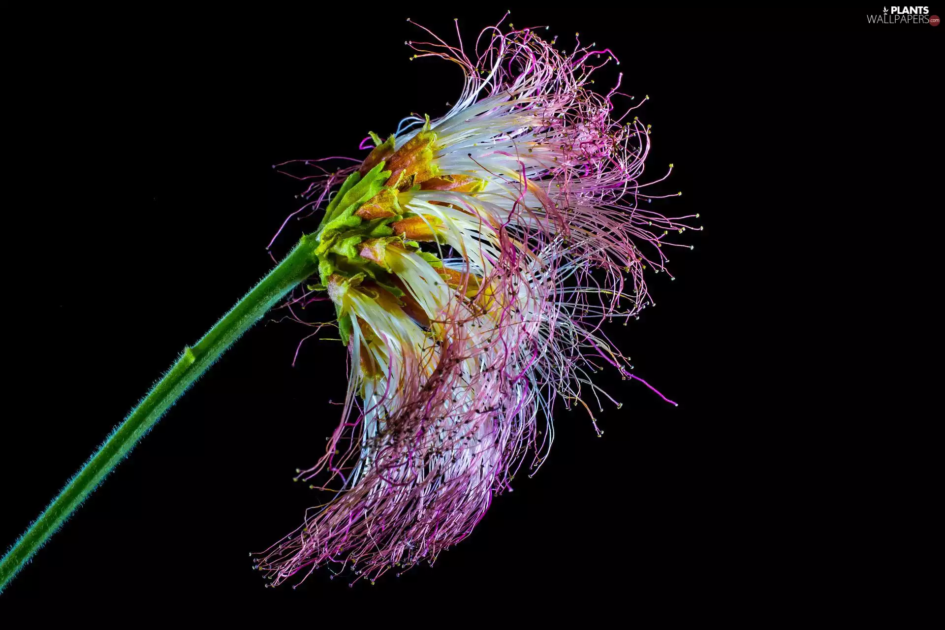 Albizia, Colourfull Flowers, color