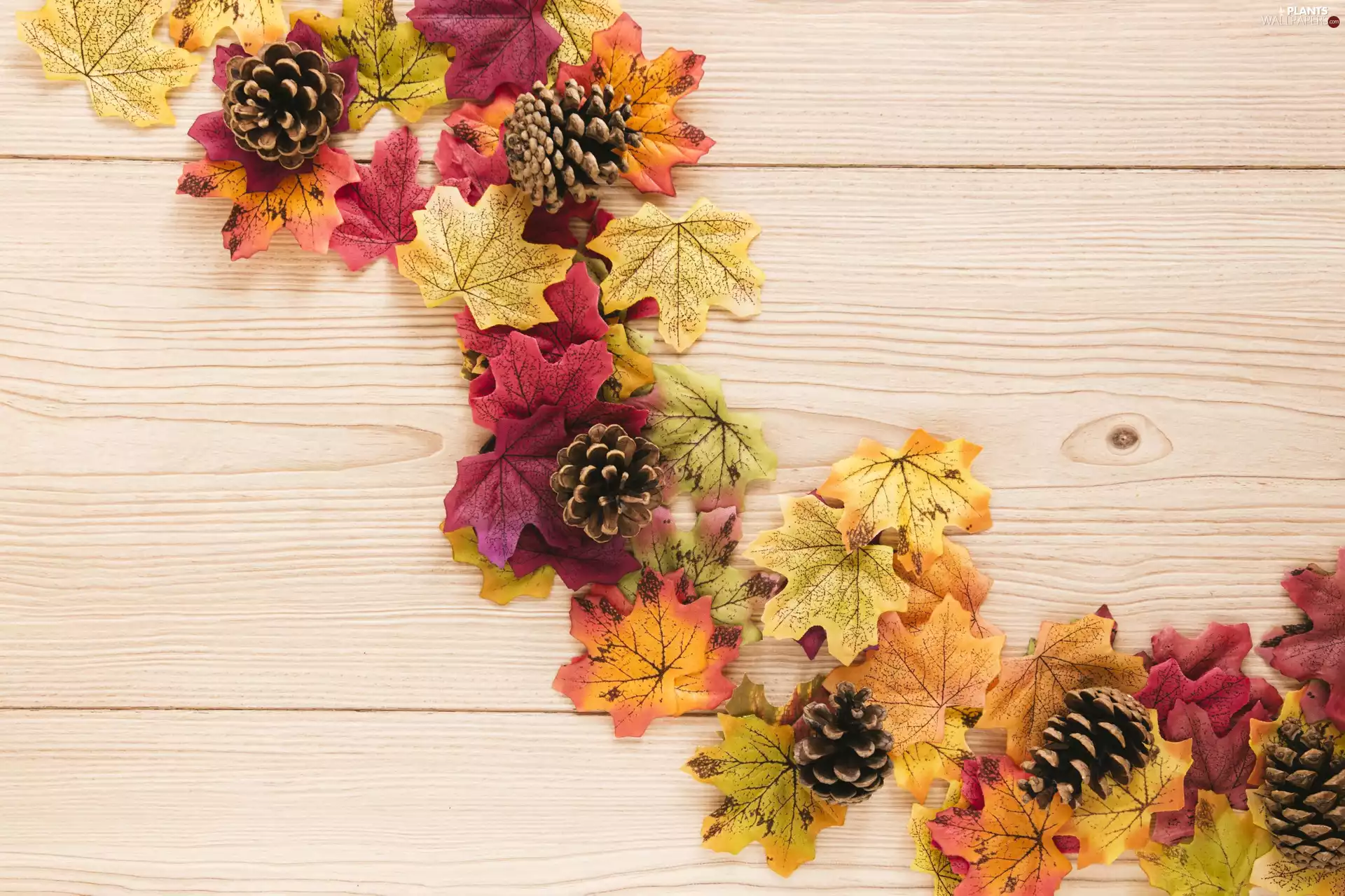 Autumn, Leaf, cones, color