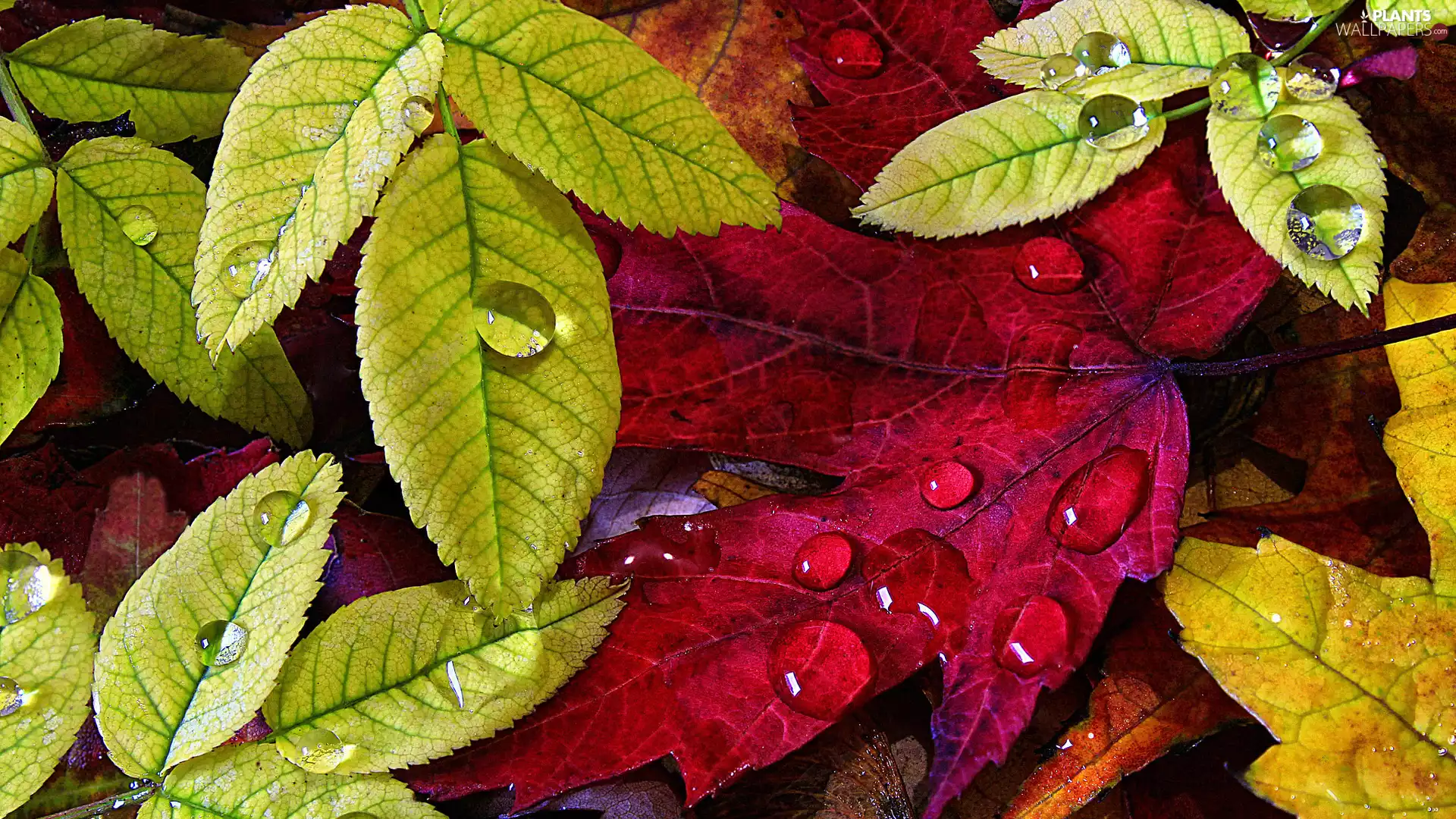 autumn, Leaf, drops, color