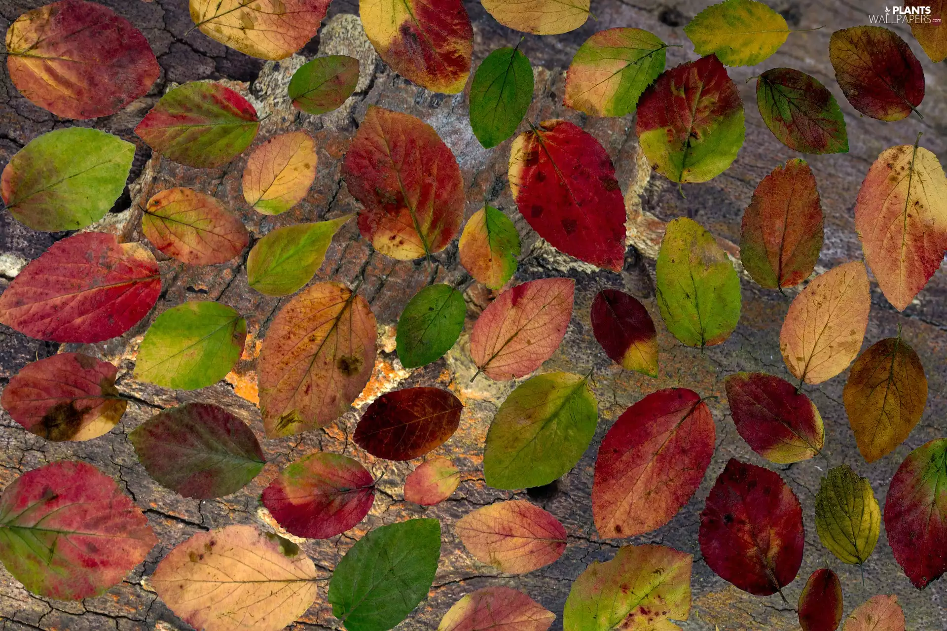 color, Leaf, Autumn