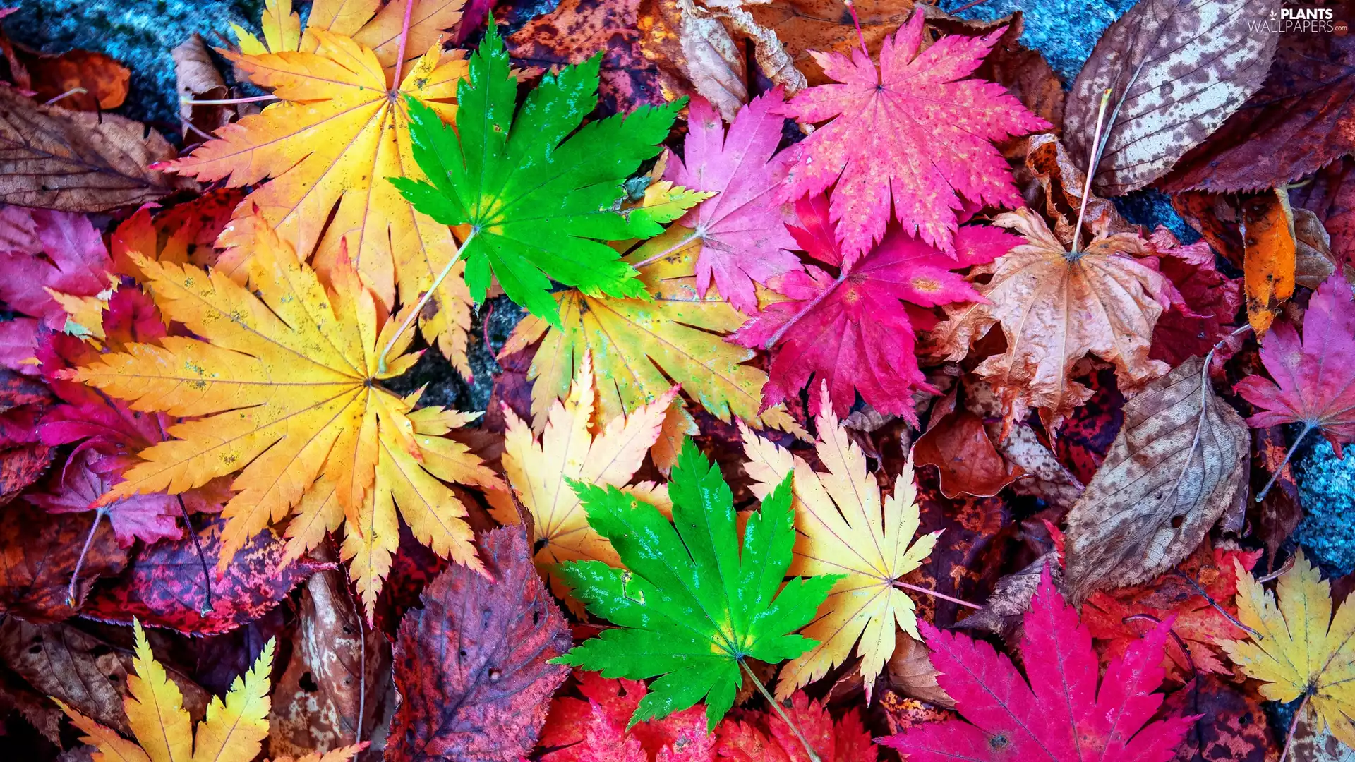Autumn, Leaf, maple, color