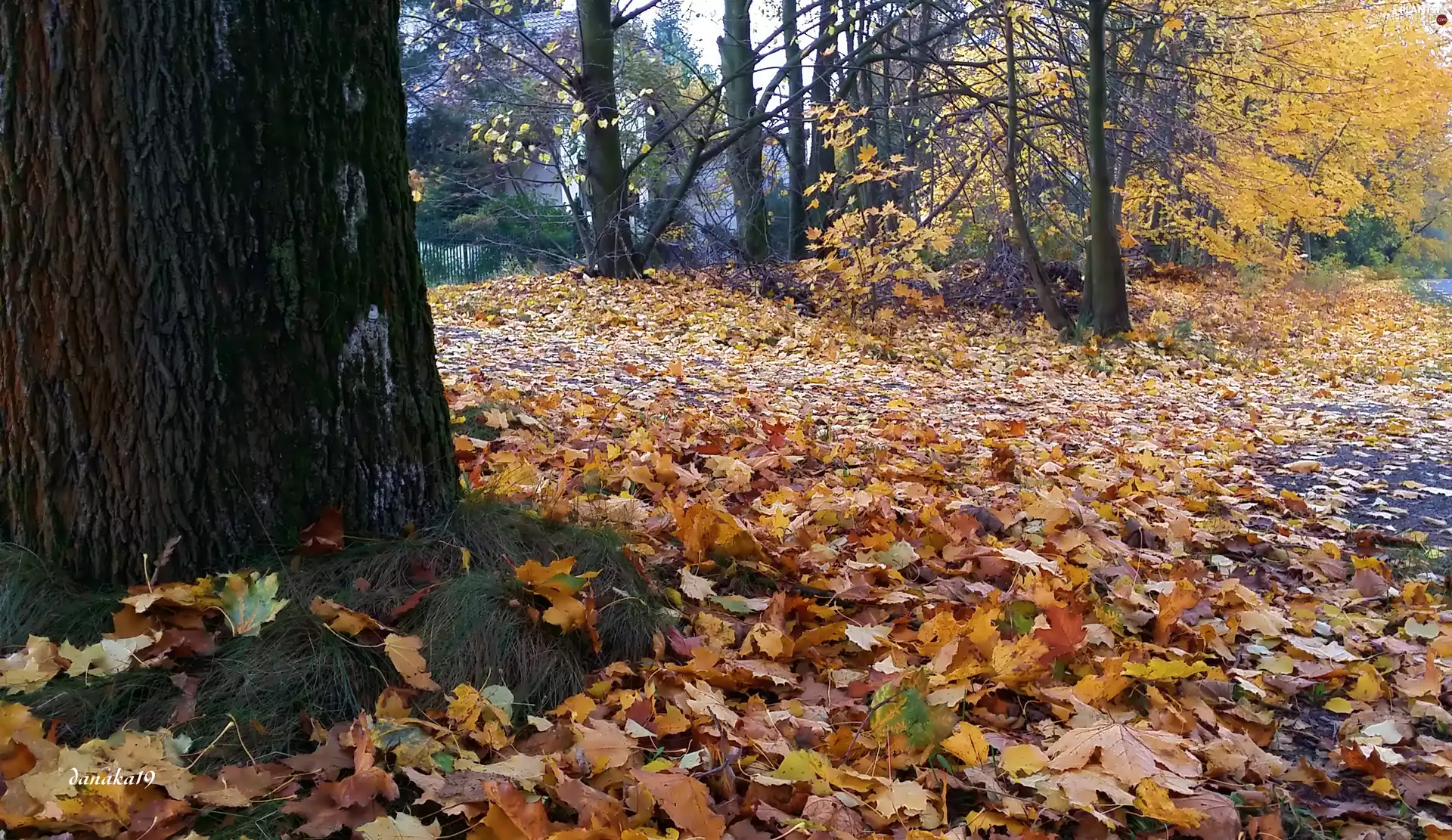 autumn, Leaf, maple, color