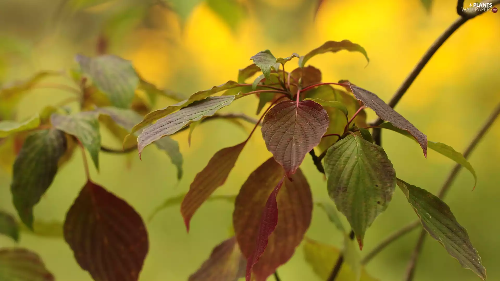 Autumn, Leaf, Twigs, color