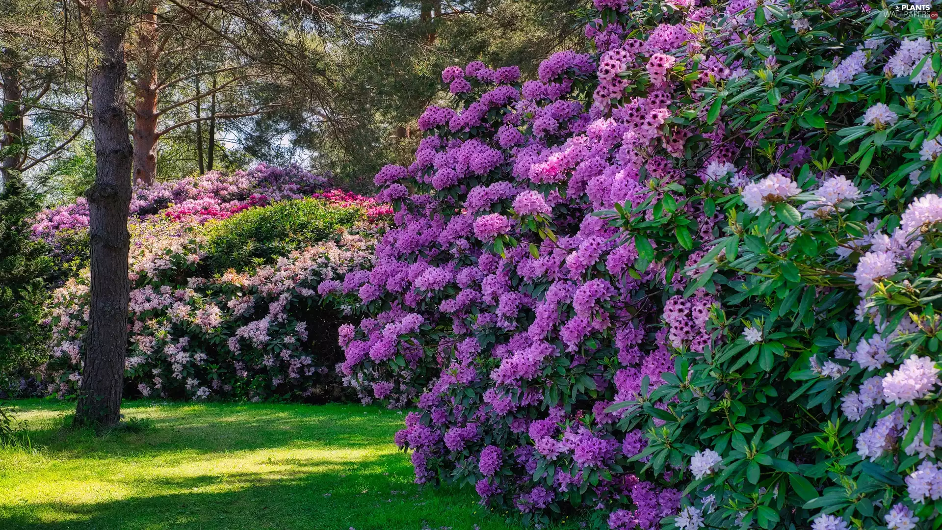 Bush, Rhododendron, Rhododendrons, color
