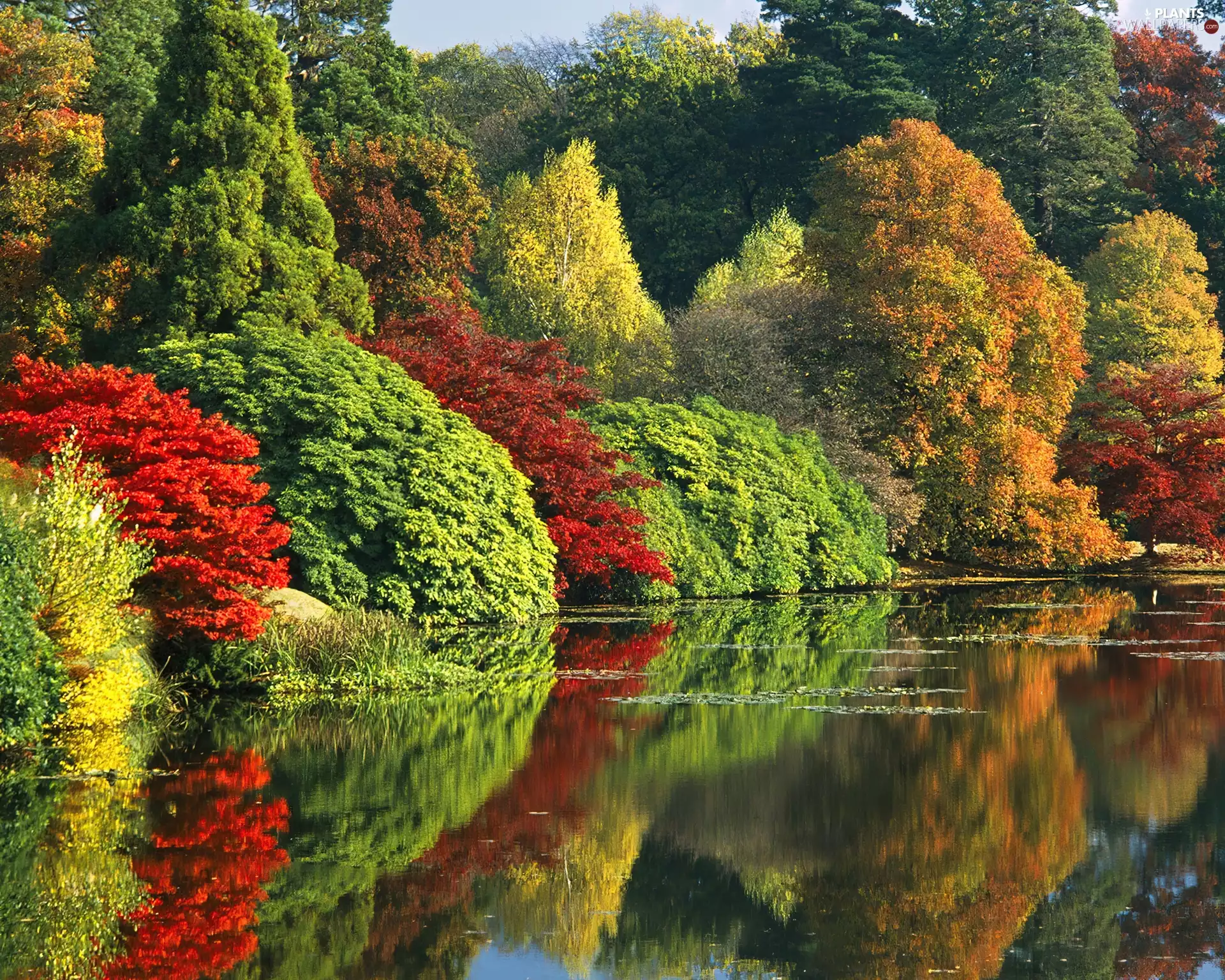 trees, River, Bush, color, autumn, viewes, reflection