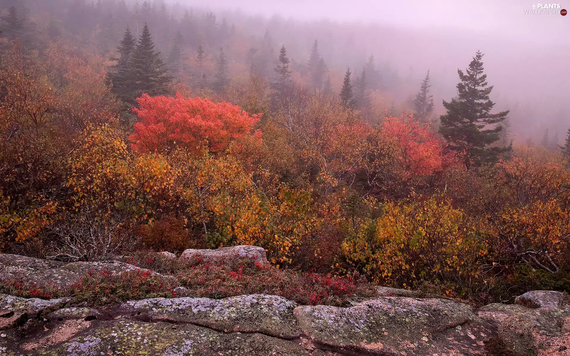 boulders, trees, Fog, viewes, Bush, Stones, autumn, color
