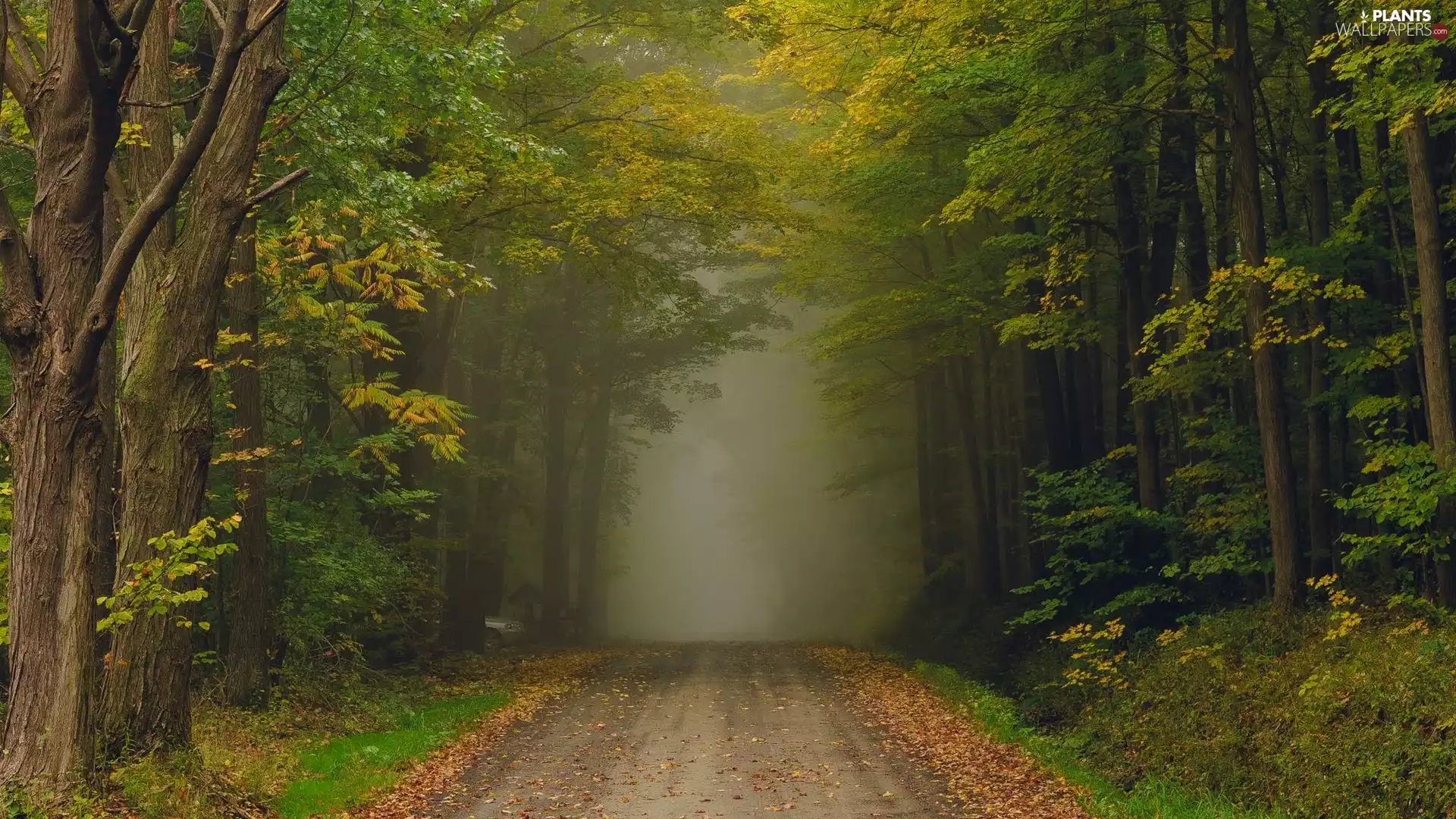 trees, viewes, Fog, Bush, Leaf, forest, Way, color