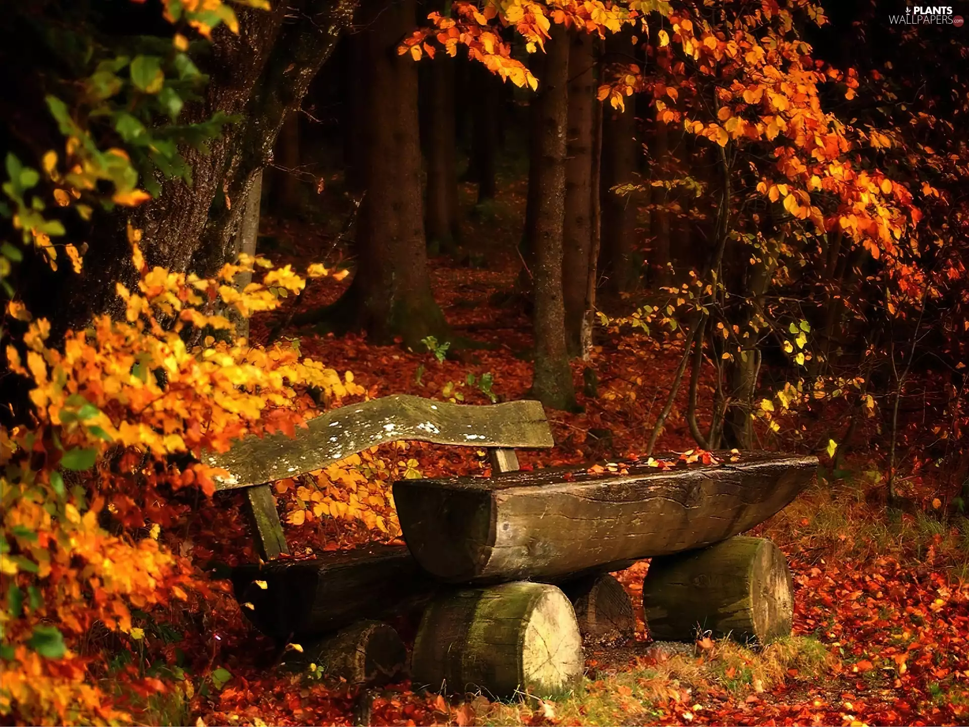 forest, Leaf, Bench, color