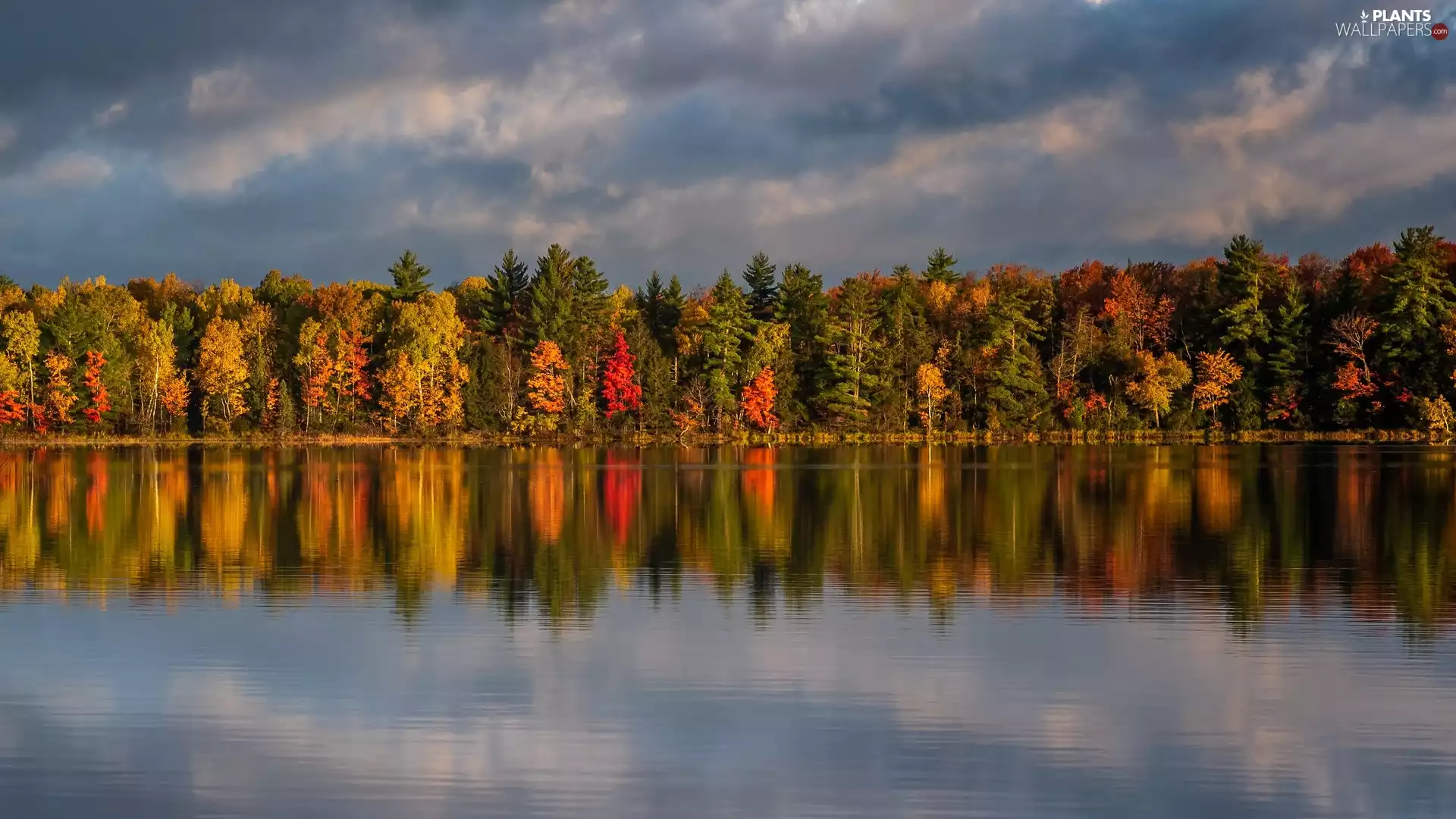 trees, lake, forest, color, autumn, viewes, reflection