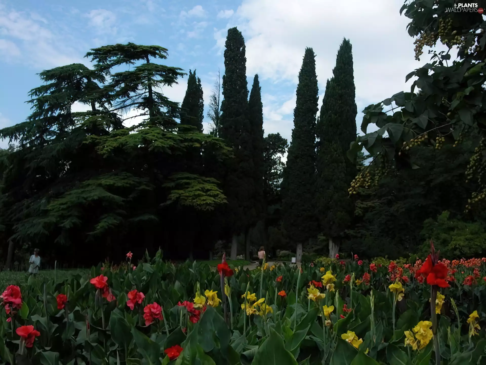 green ones, Conifers, color, Flowers, Garden