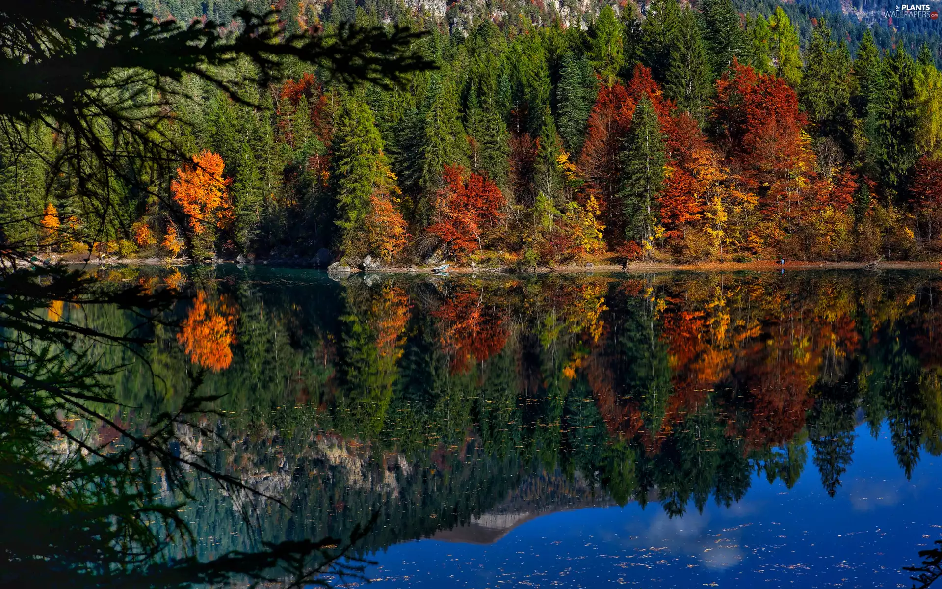 trees, forest, lake, color, autumn, viewes, reflection