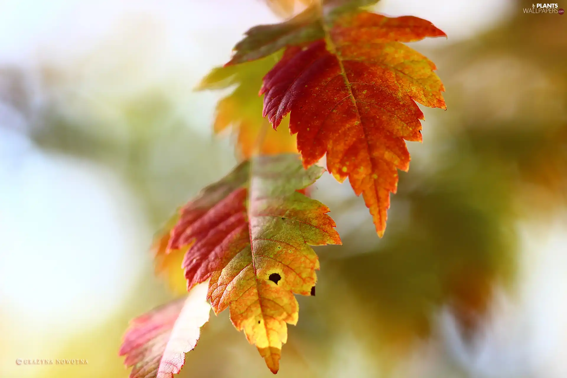 color, Autumn, Leaf