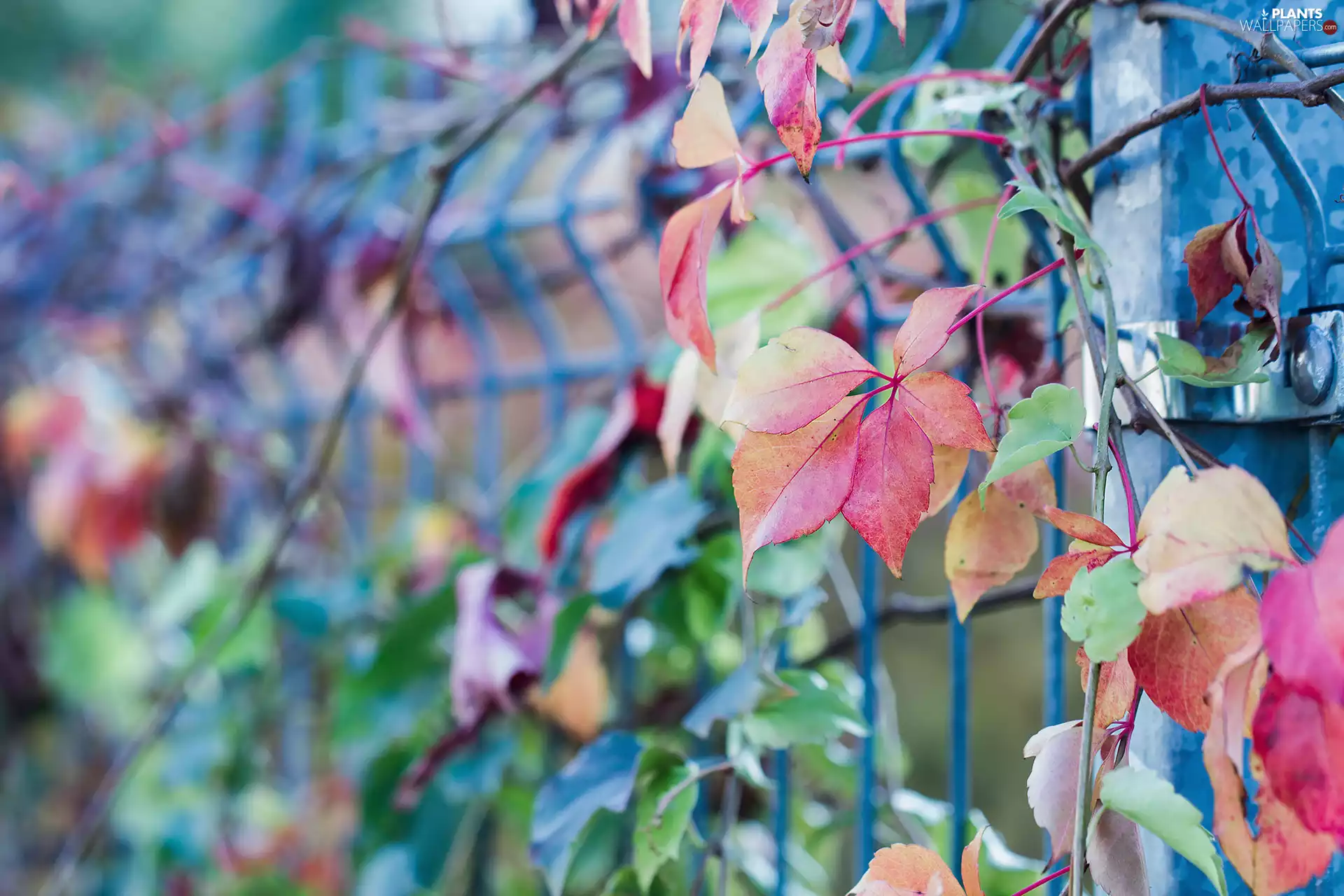 Woodbine, color, Leaf, Virginia Creeper
