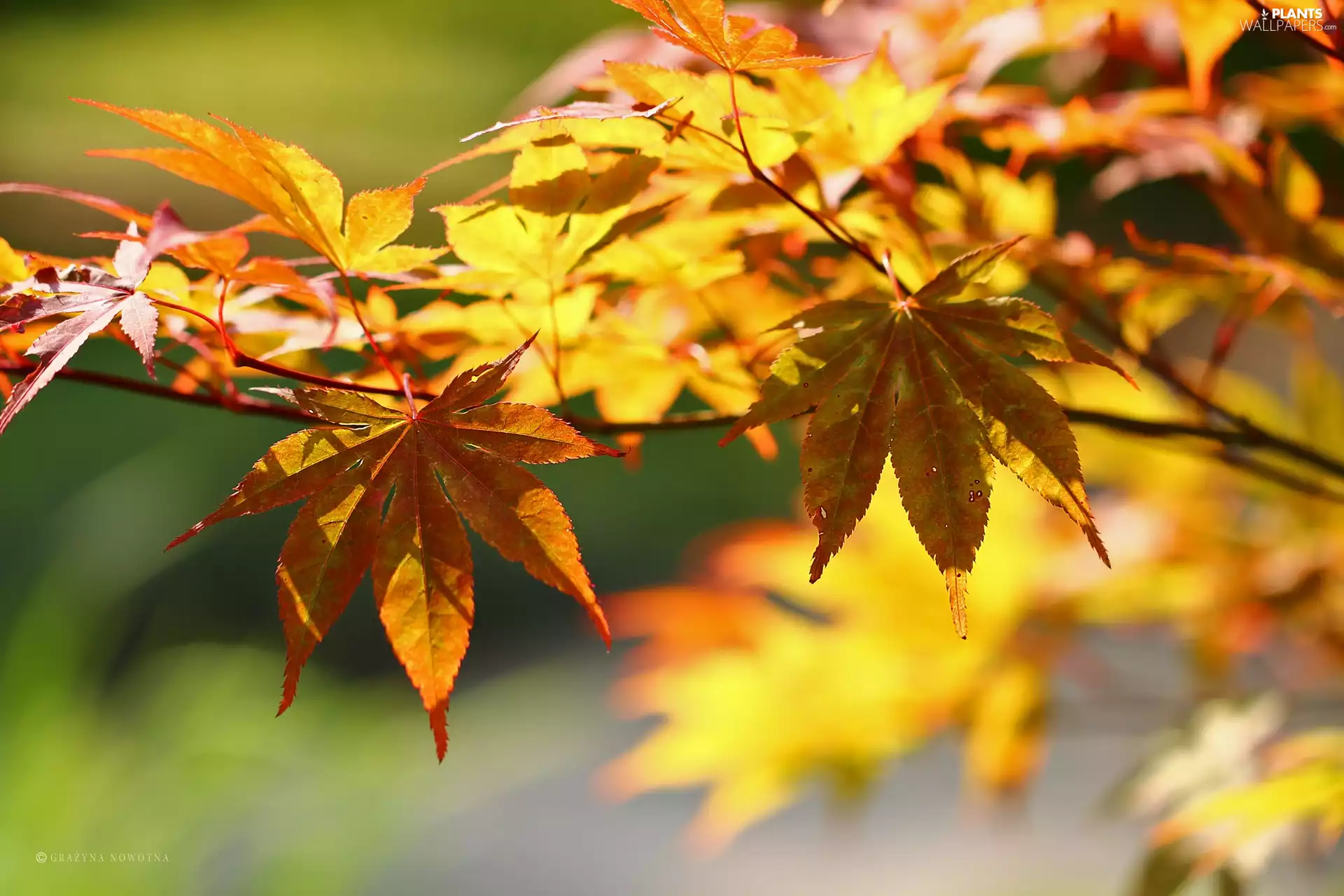 color, maple, Leaf