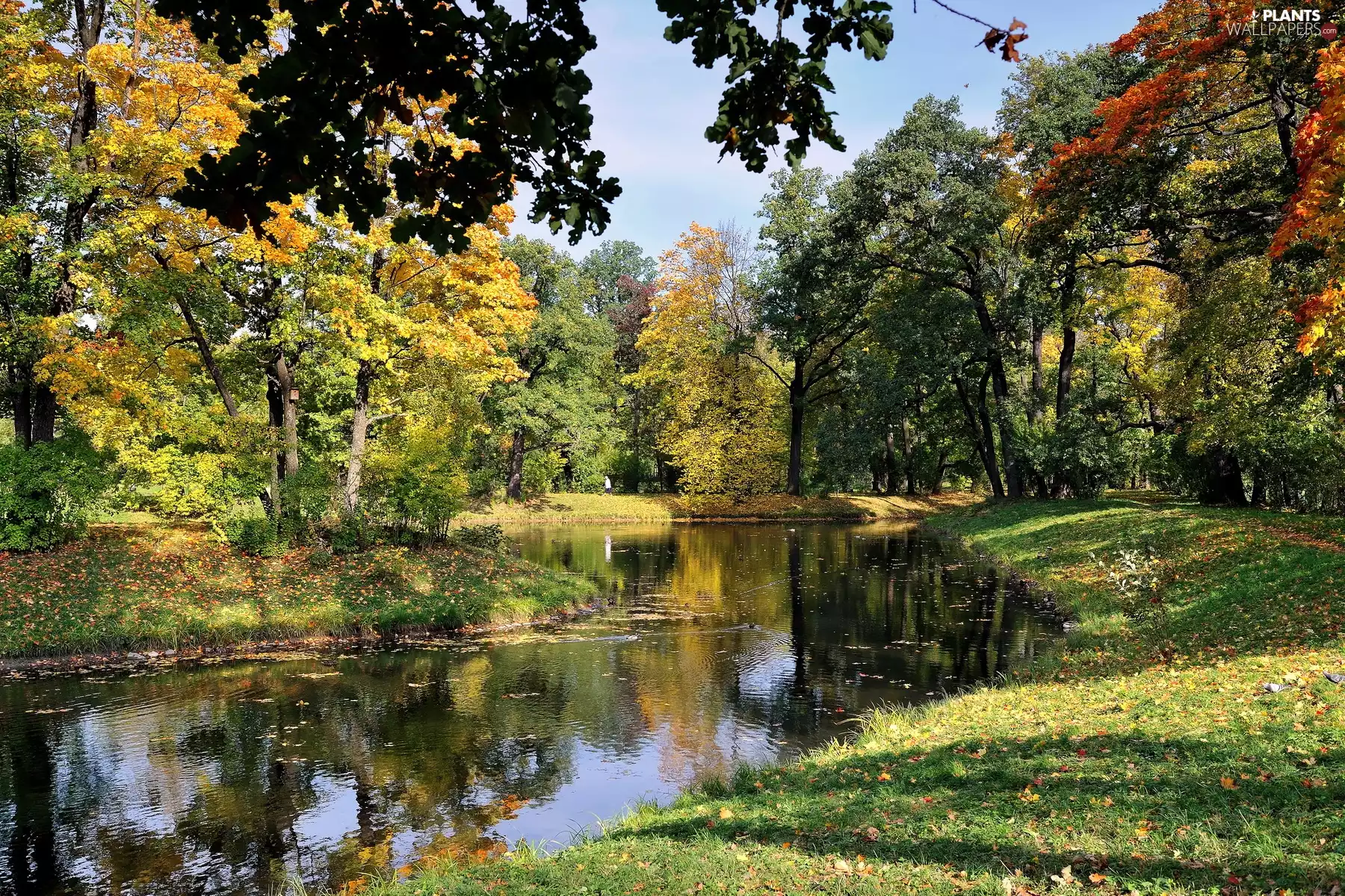 trees, Park, Leaf, color, River, viewes, autumn