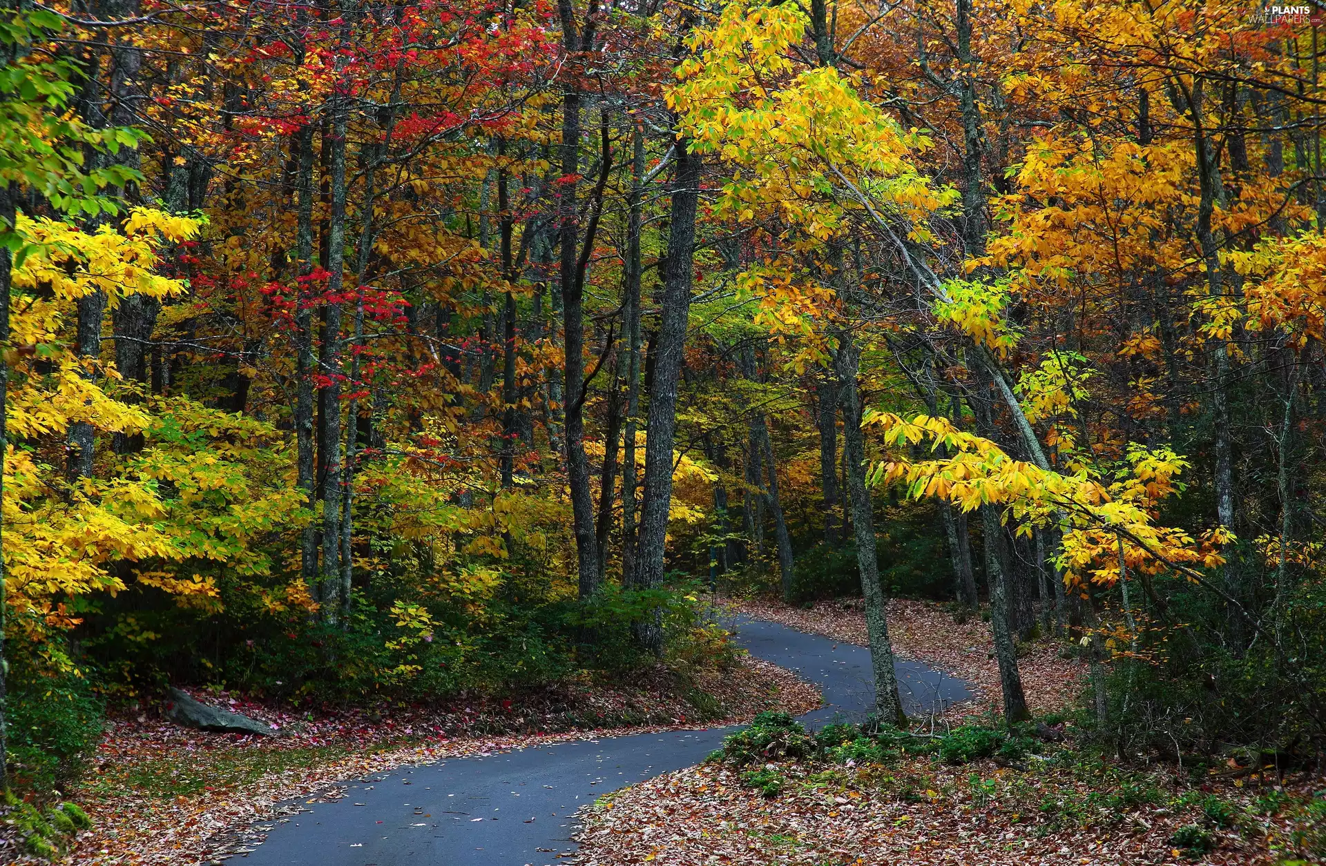 trees, Way, Leaf, color, forest, viewes, autumn