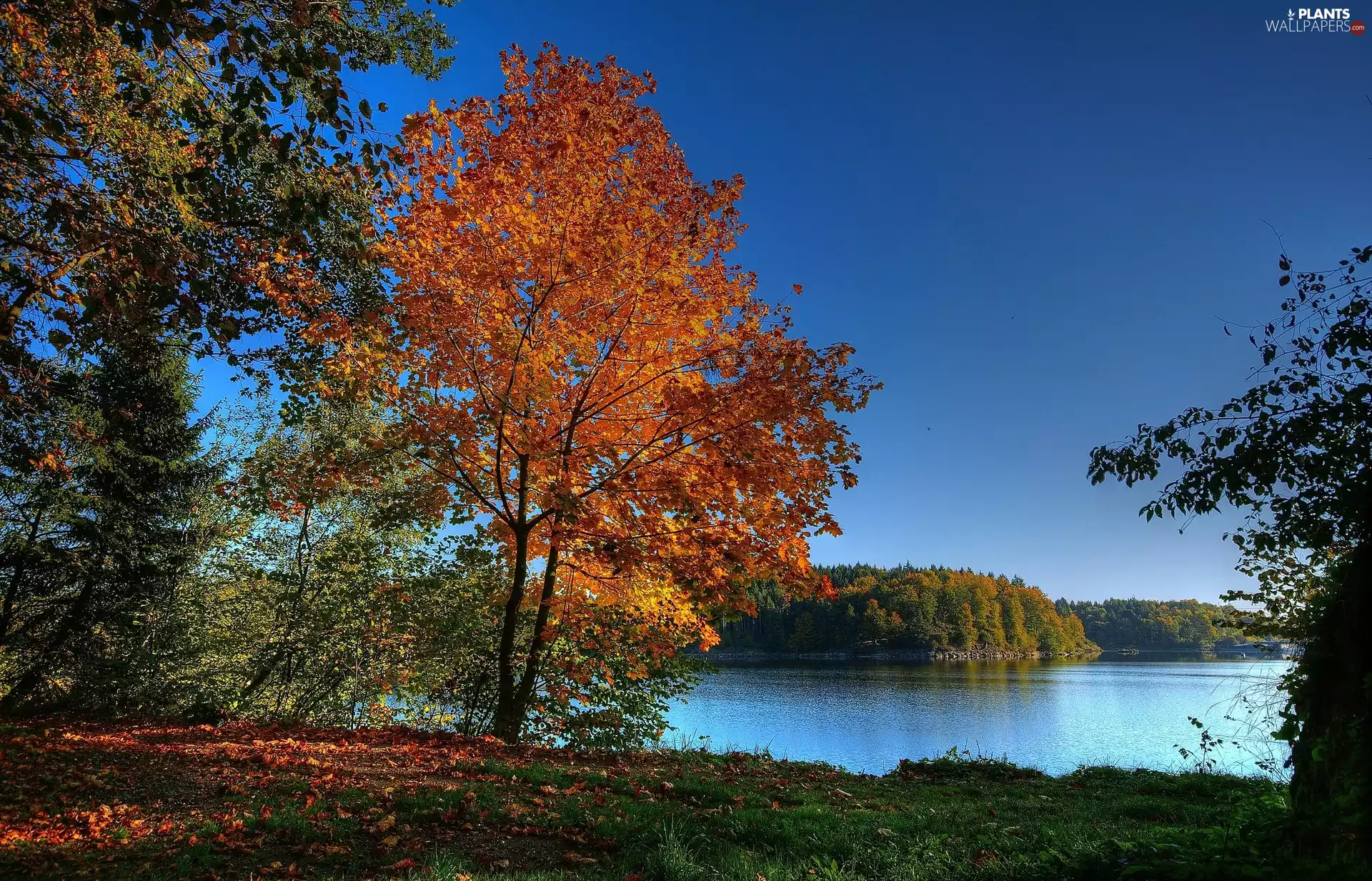 trees, woods, Leaf, color, lake, viewes, autumn
