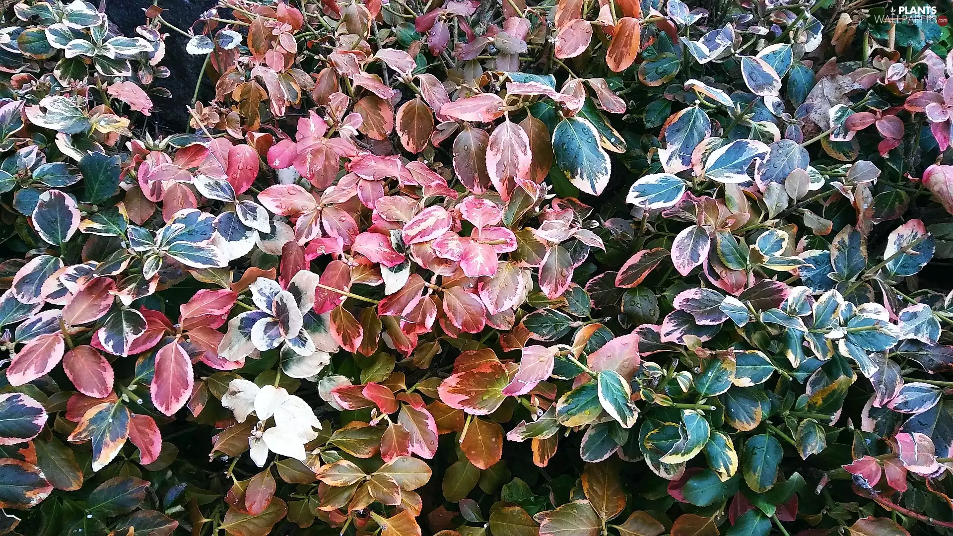 color, Euonymus, leaves