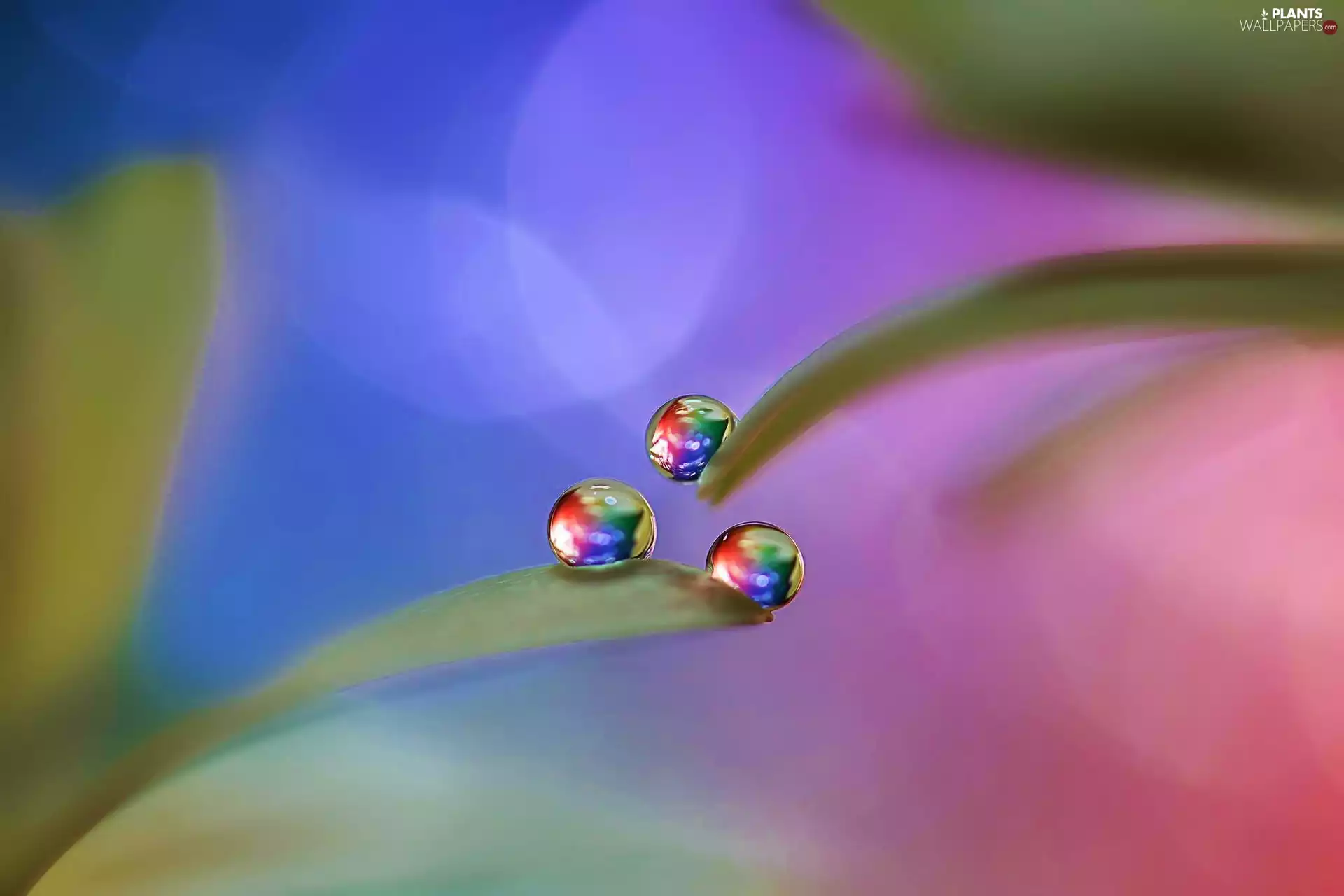 Leaf, color, M&Ms balls