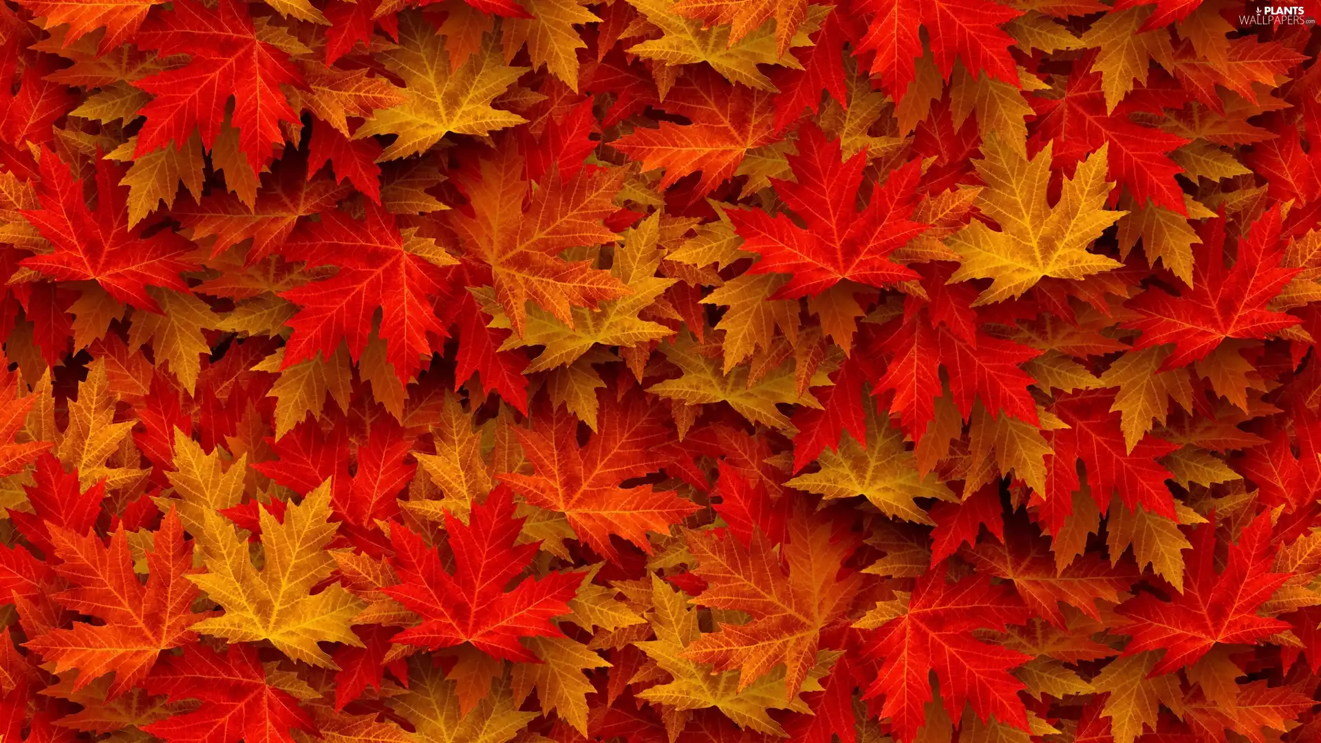 color, Leaf, maple