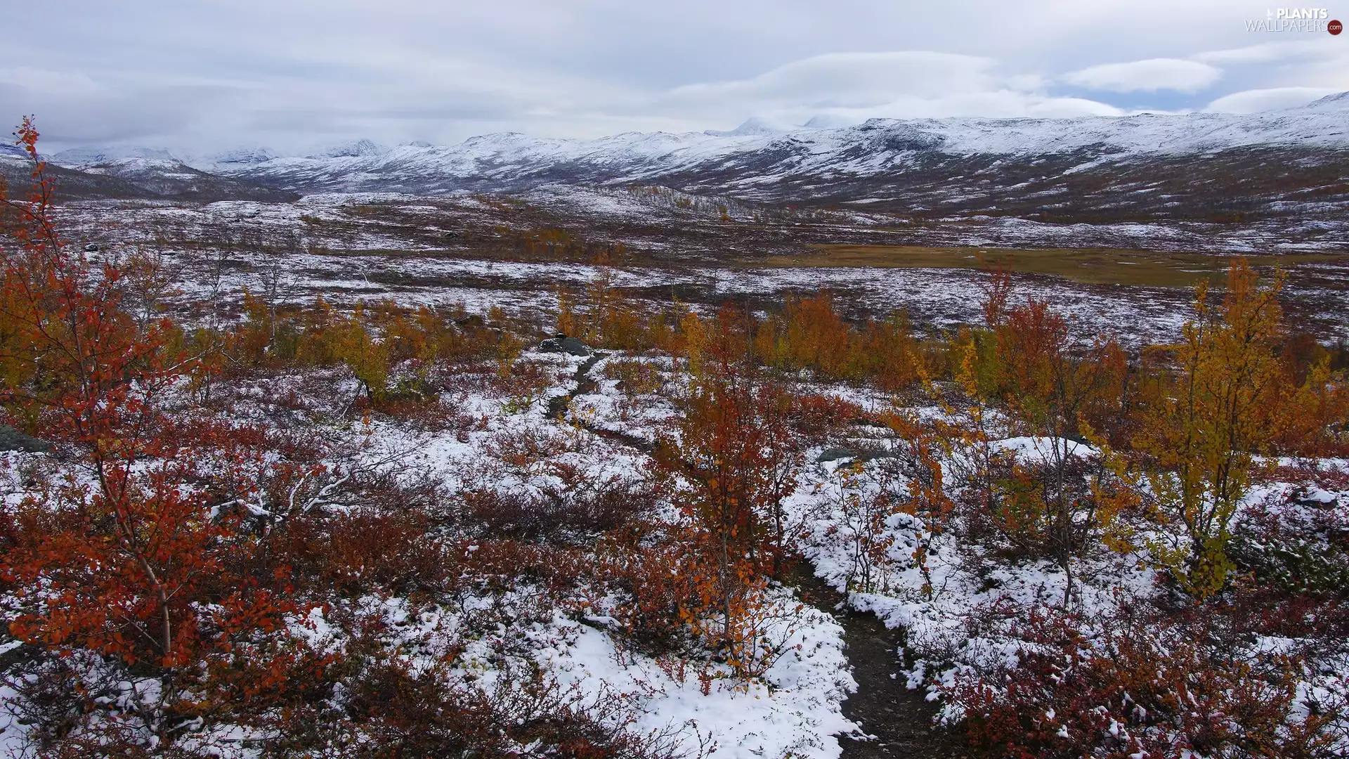 Mountains, Bush, snow, color