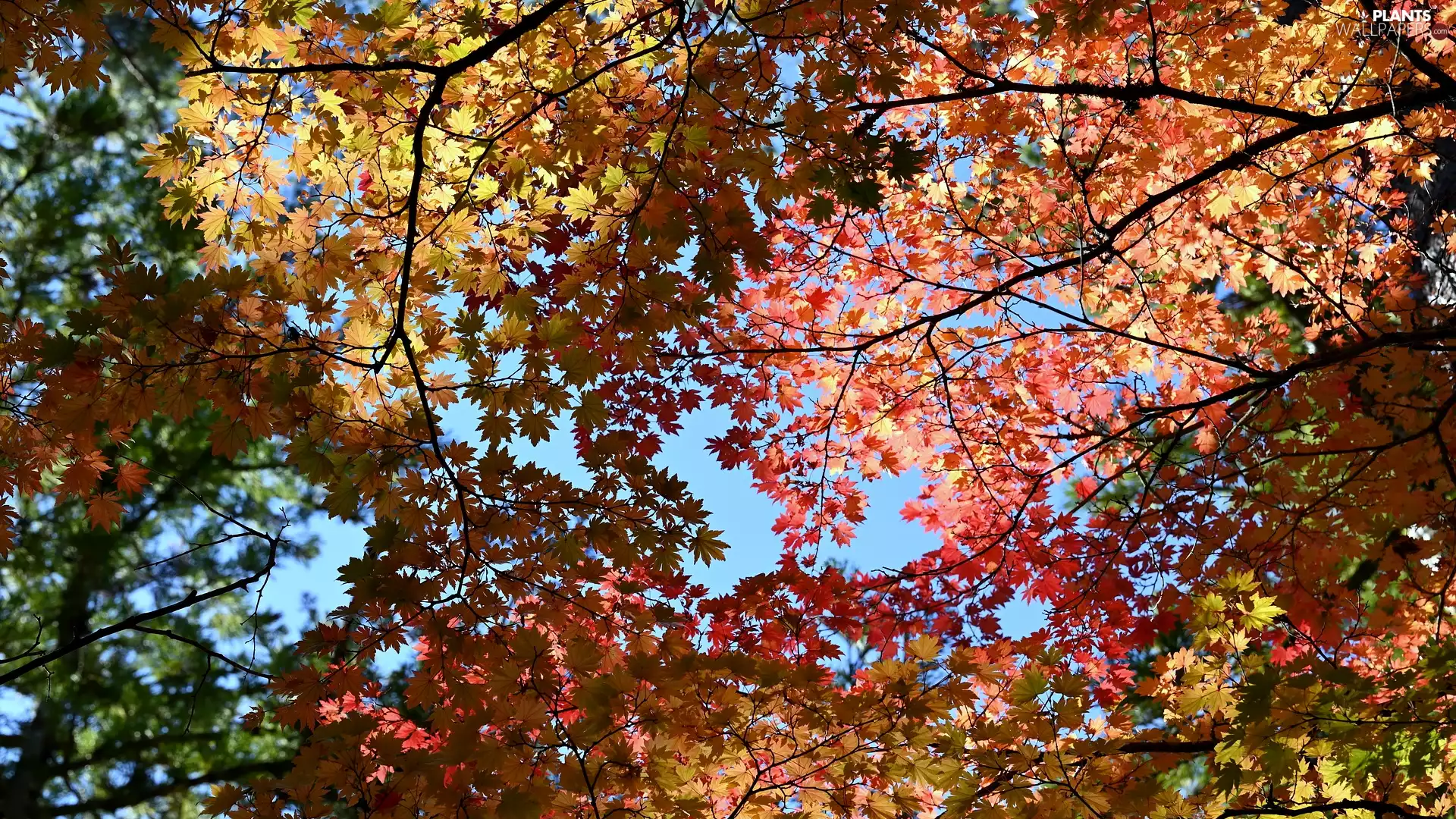 viewes, branch pics, color, Leaf, maple, trees