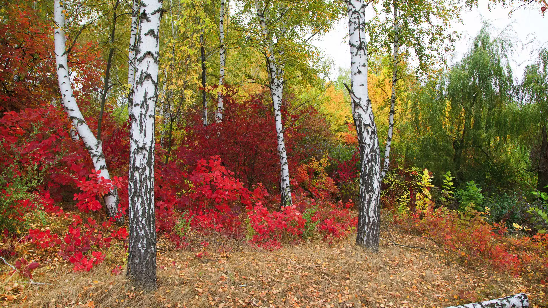 trees, viewes, Plants, birch, Bush, forest, autumn, color