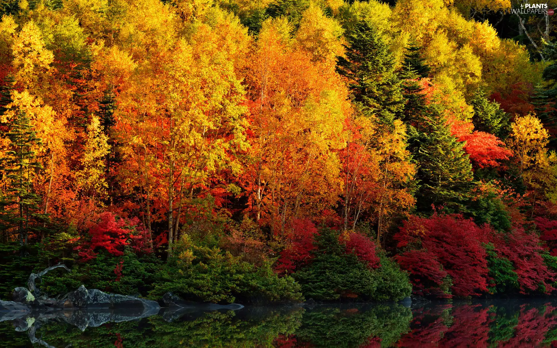 trees, viewes, River, Bush, Leaf, forest, autumn, color