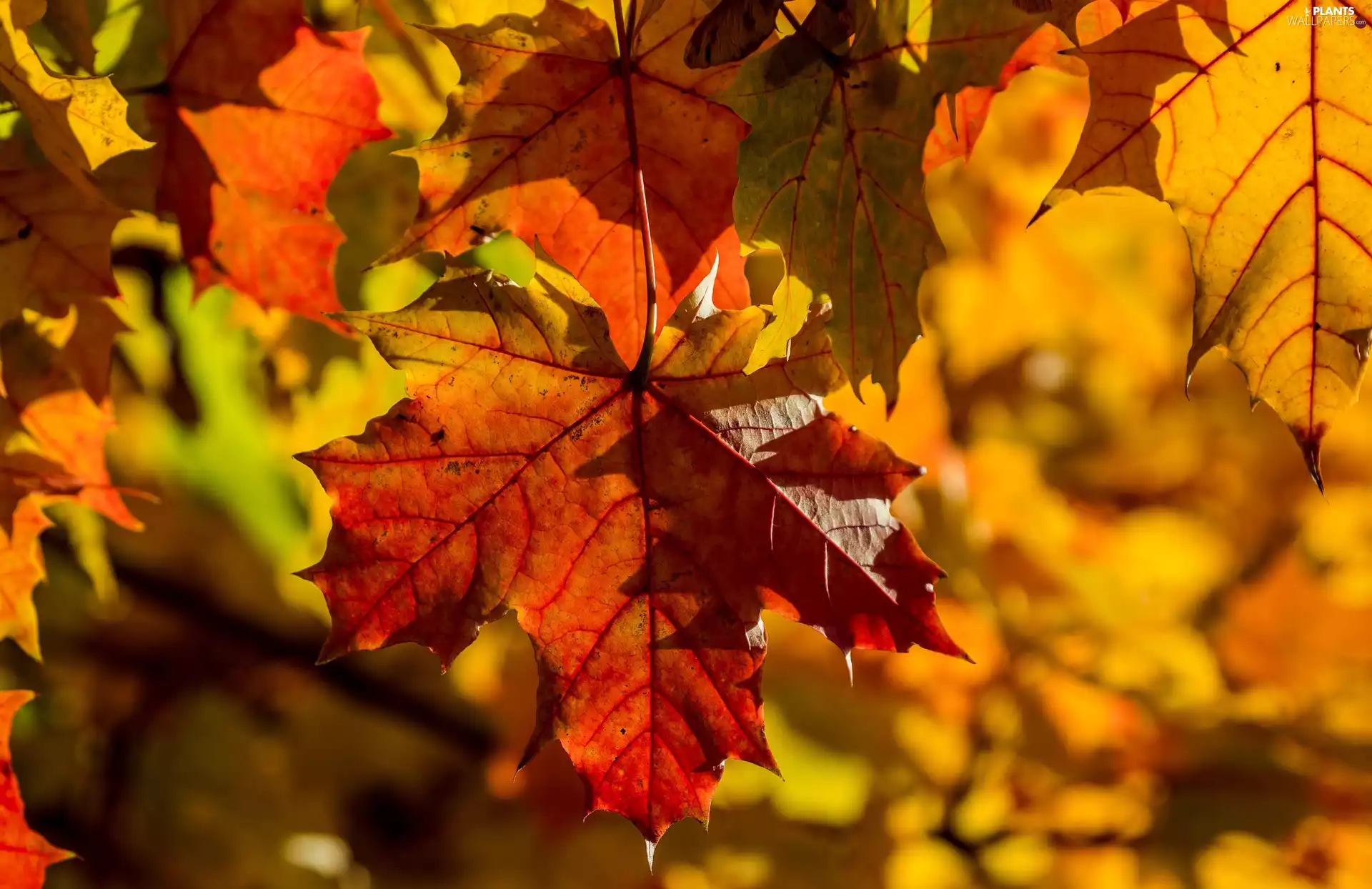 color, branch pics, Leaf, maple, flash, luminosity, ligh, sun, autumn