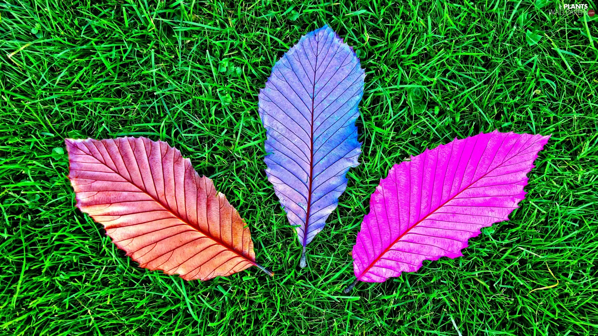 Three, Leaf, grass, color
