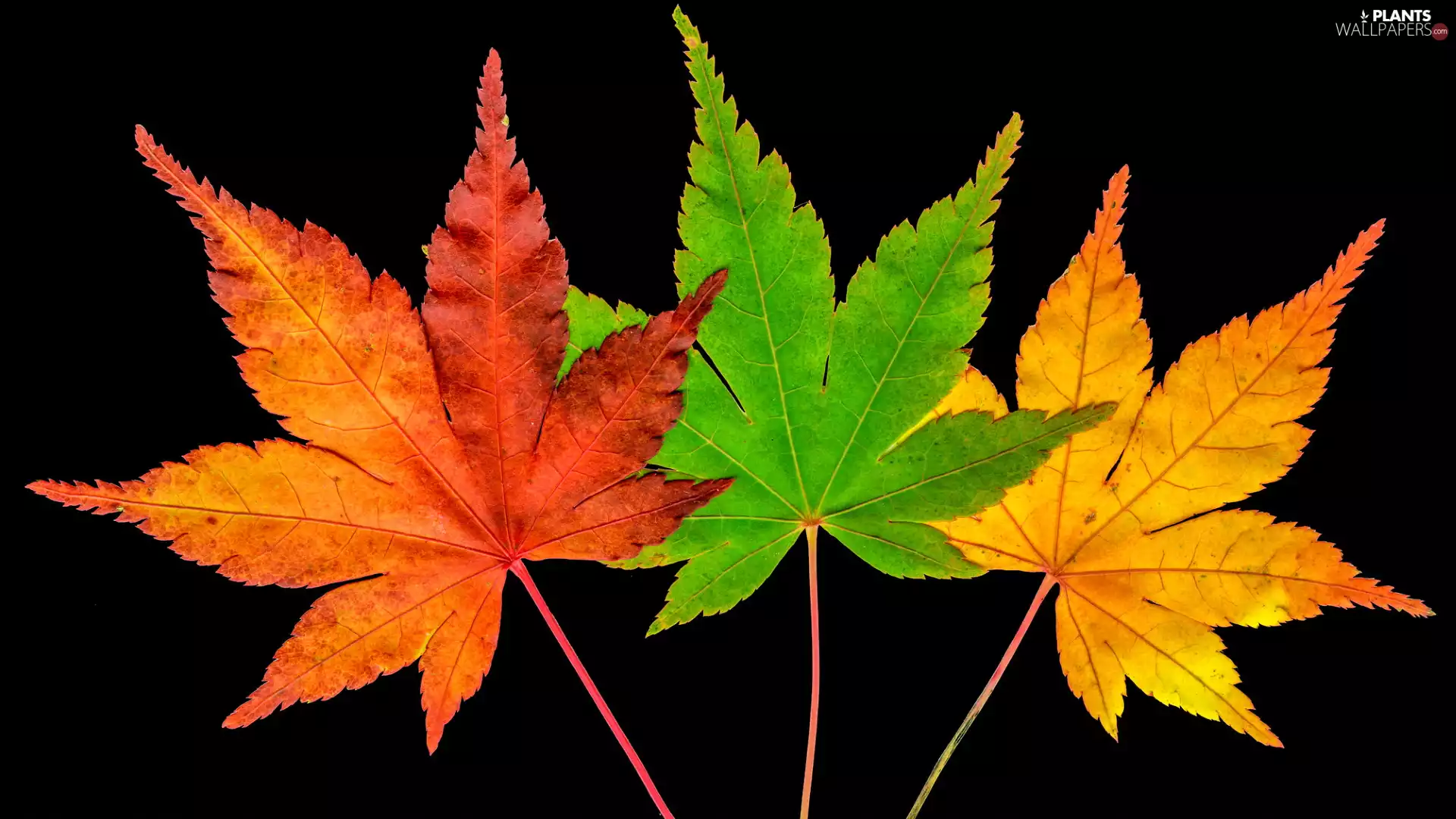 Three, Leaf, maple, color