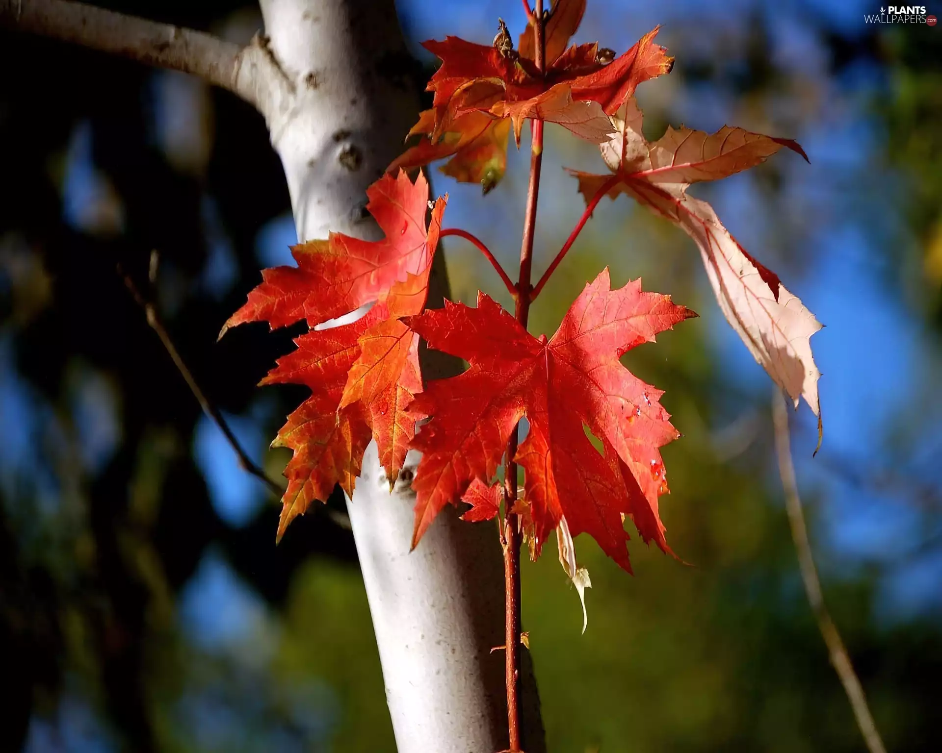 trees, Leaf, autumn, color
