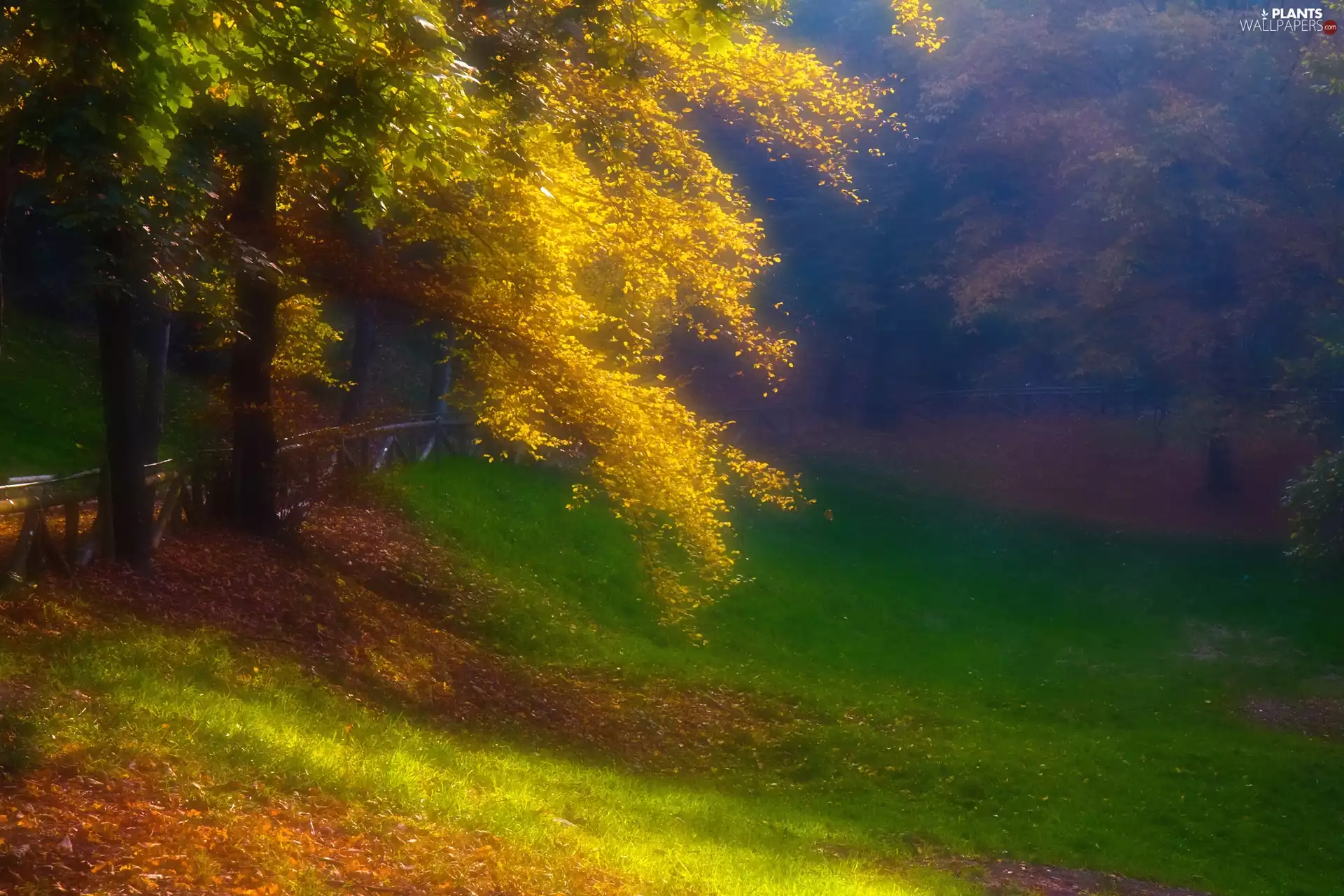 trees, Leaf, autumn, color