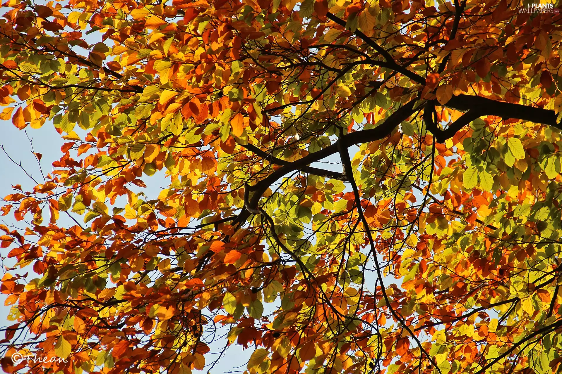 trees, Autumn, Leaf, color