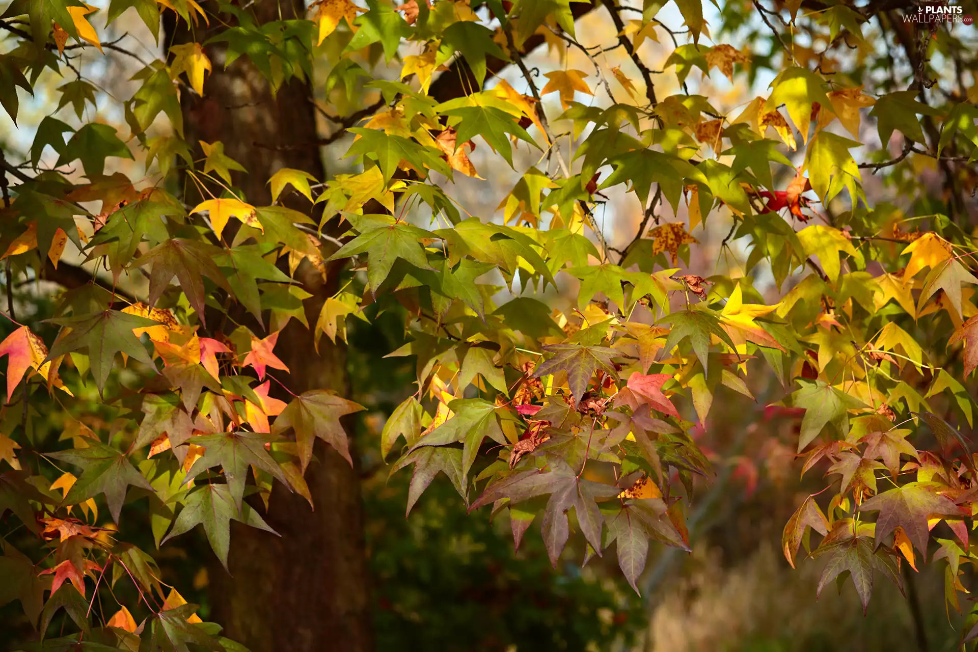Twigs, Autumn, Leaf, color