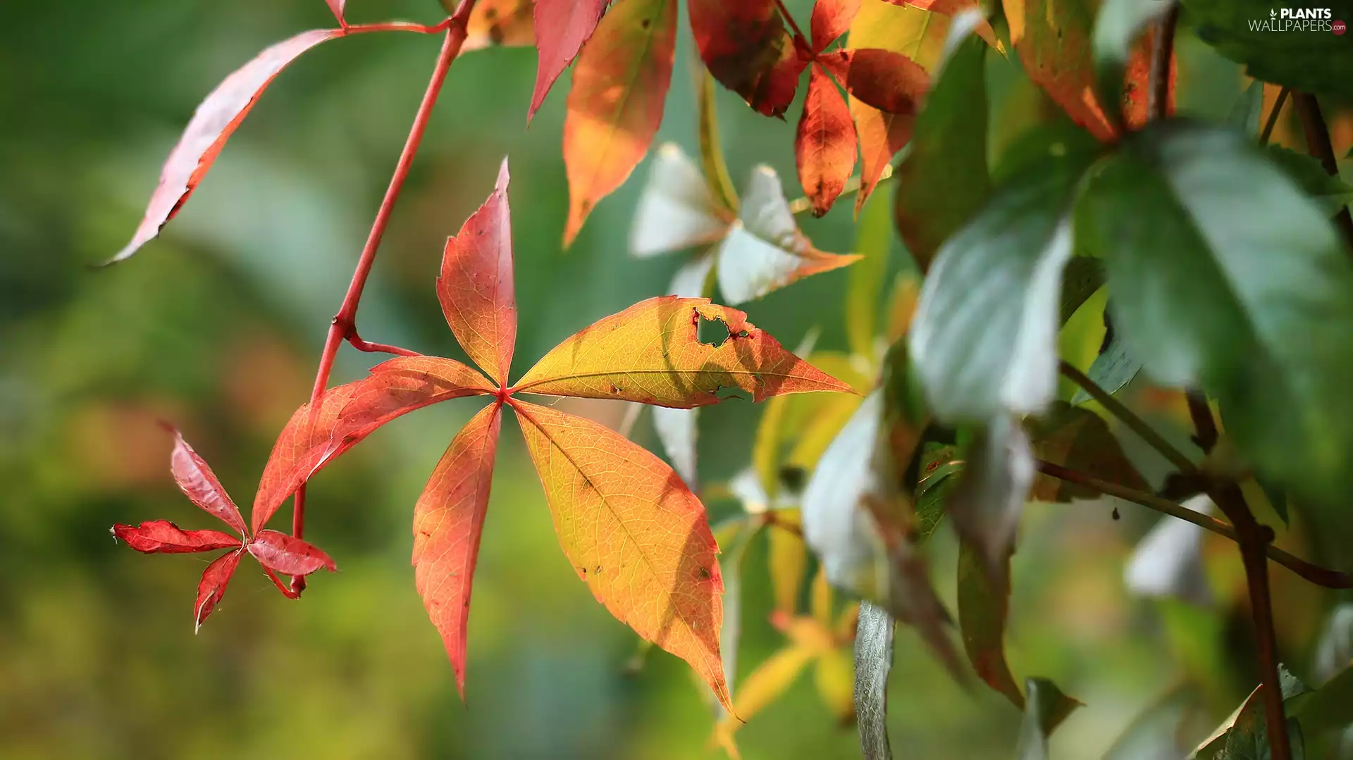 Woodbine, Leaf, Twigs, color