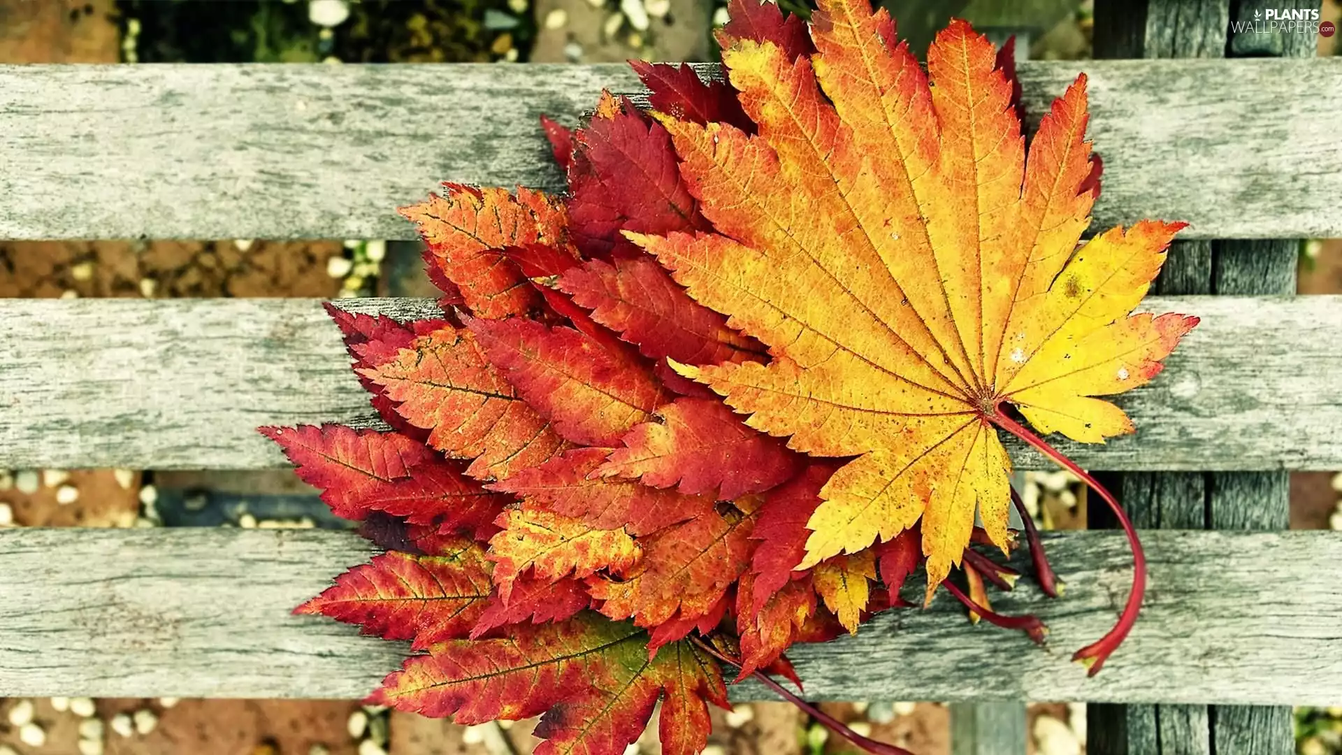 autumn, Leaf, boarding, Colored
