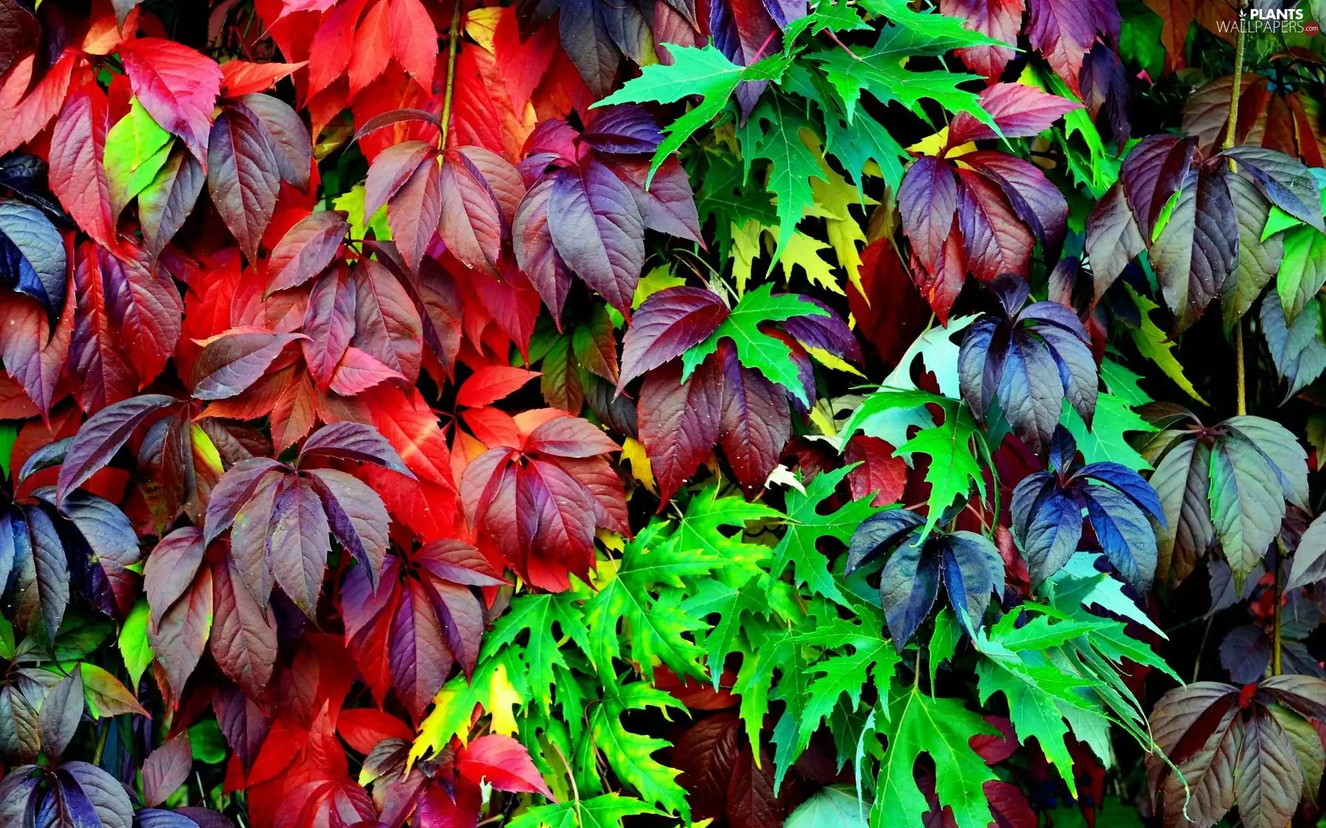 Colorful Leaves, Woodbine
