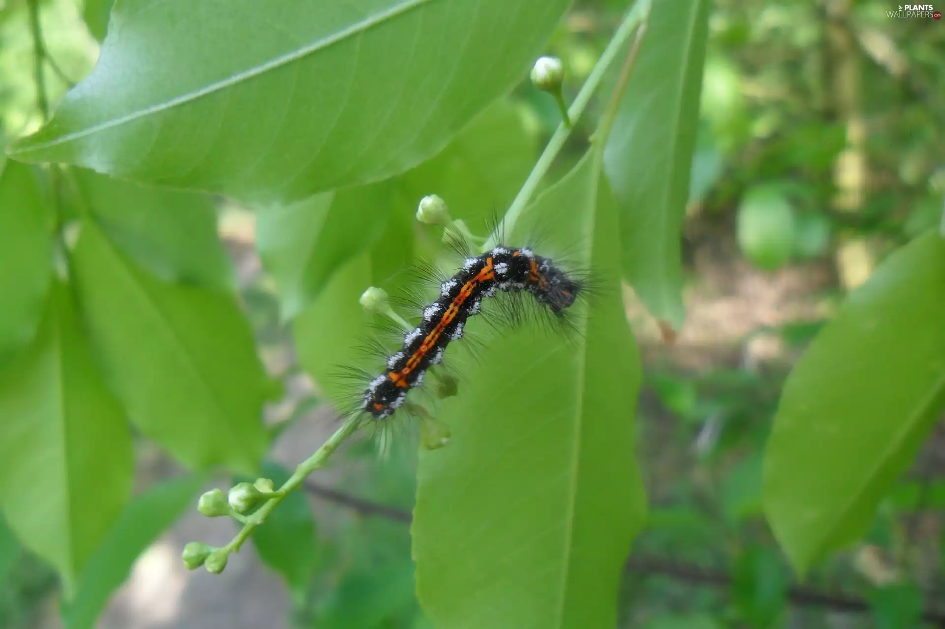preying, caterpillar, Leaf, Coloured