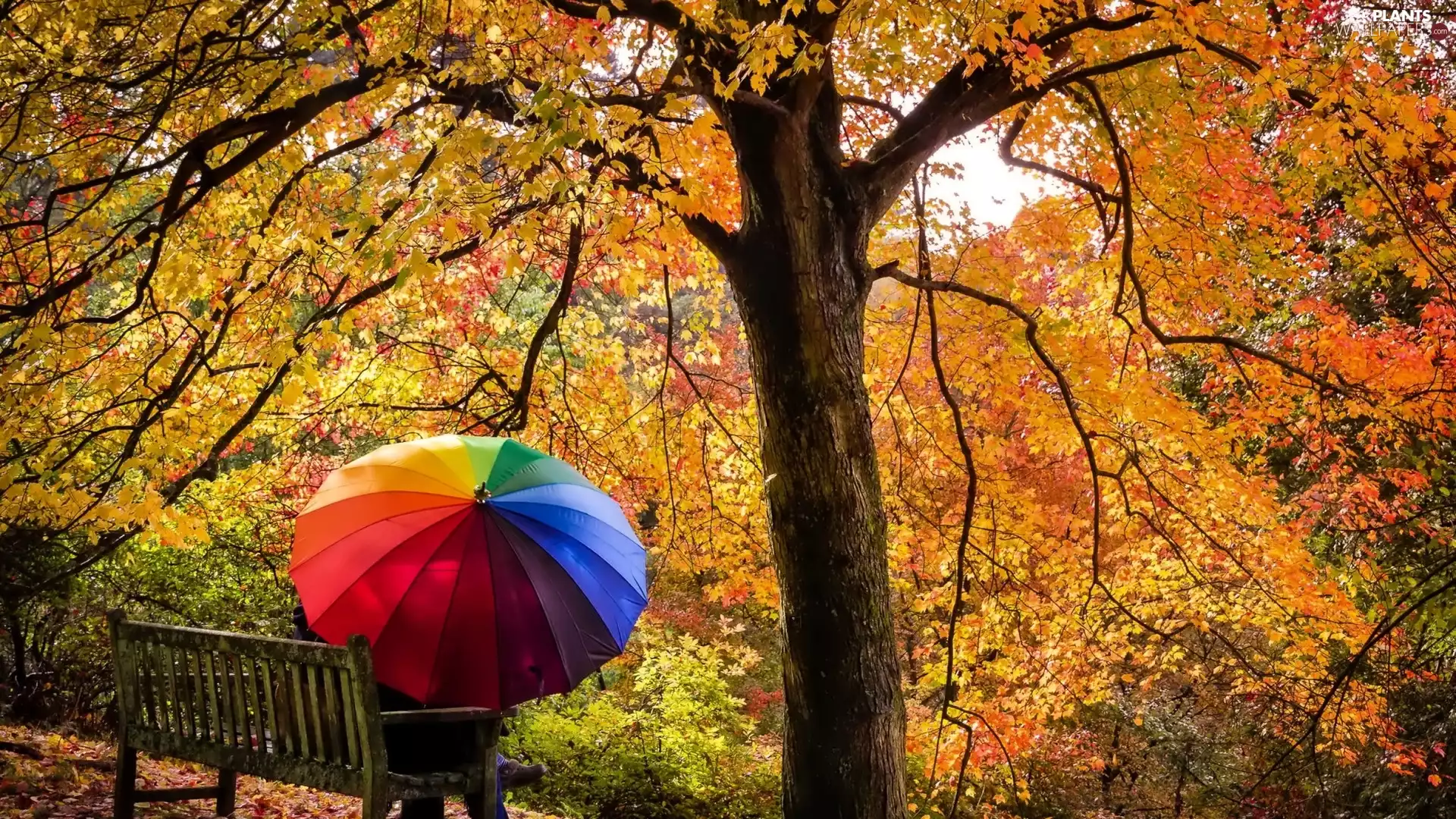 umbrella, Bench, viewes, Coloured, Steam, trees, autumn