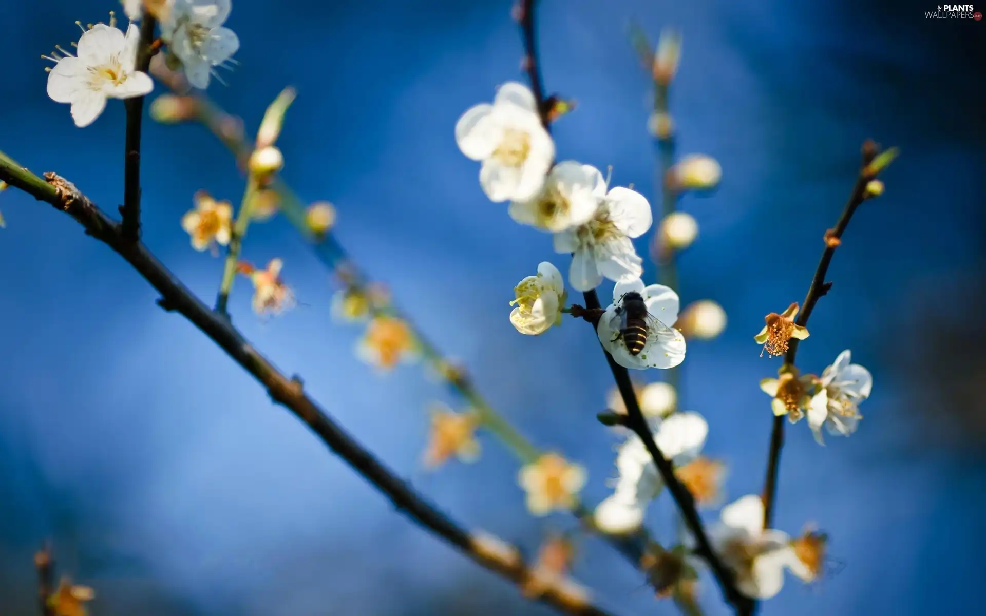 Colourfull Flowers, apple