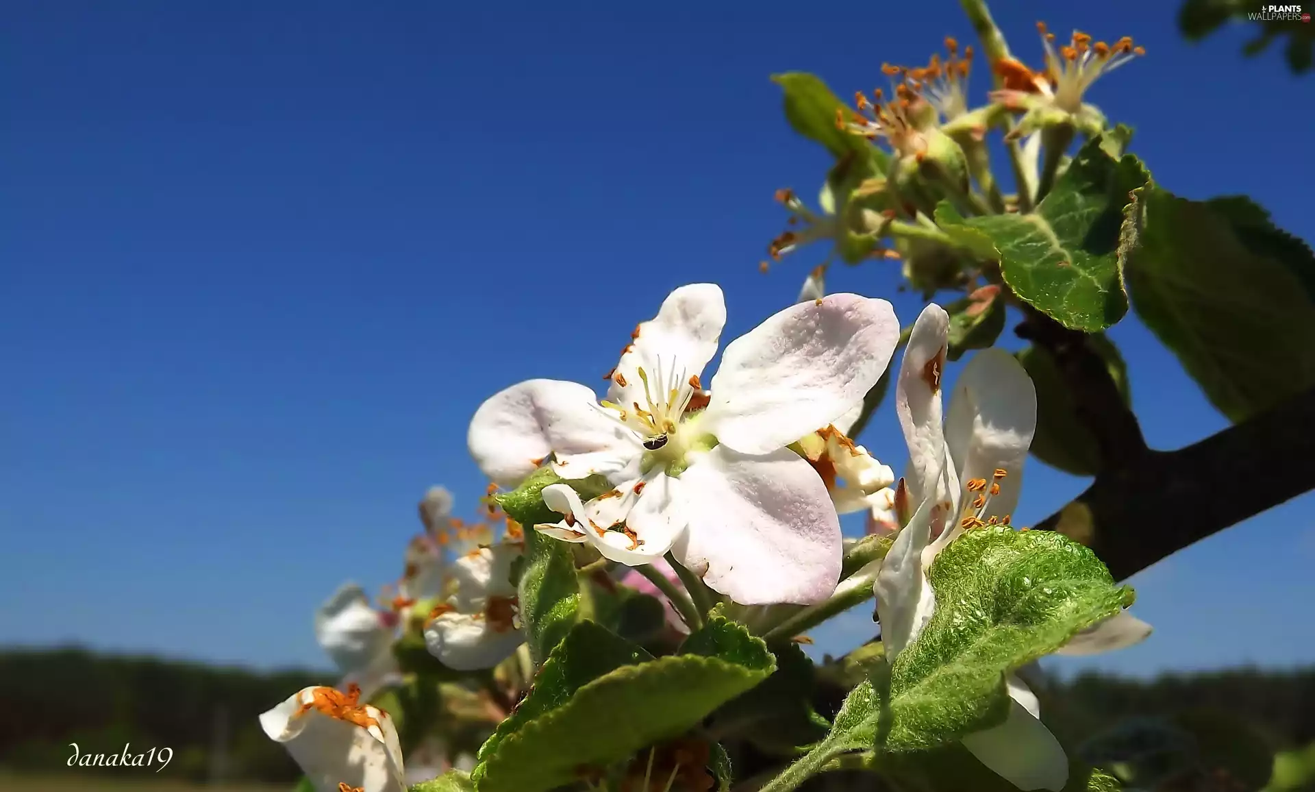 Colourfull Flowers, apple