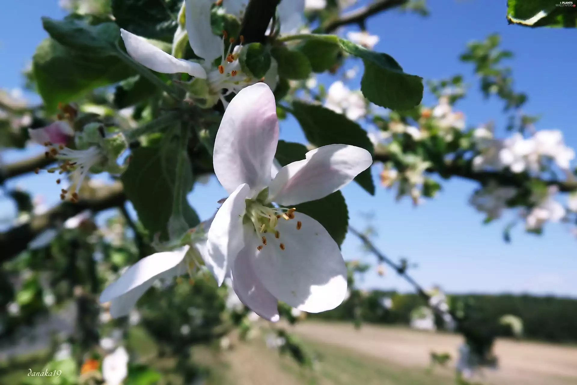 Colourfull Flowers, apple
